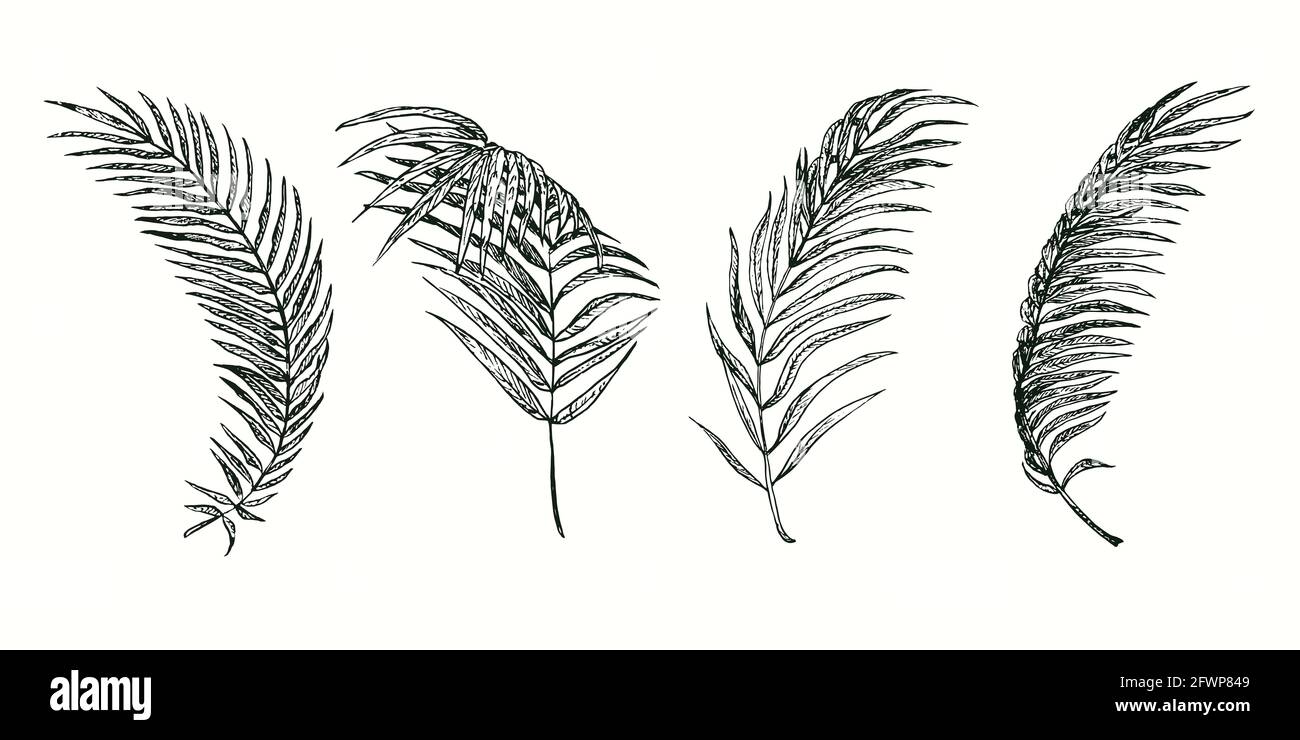 Areca Palmenblätter Sammlung. Tusche schwarz-weiße Doodle Zeichnung im Holzschnitt-Stil. Stockfoto