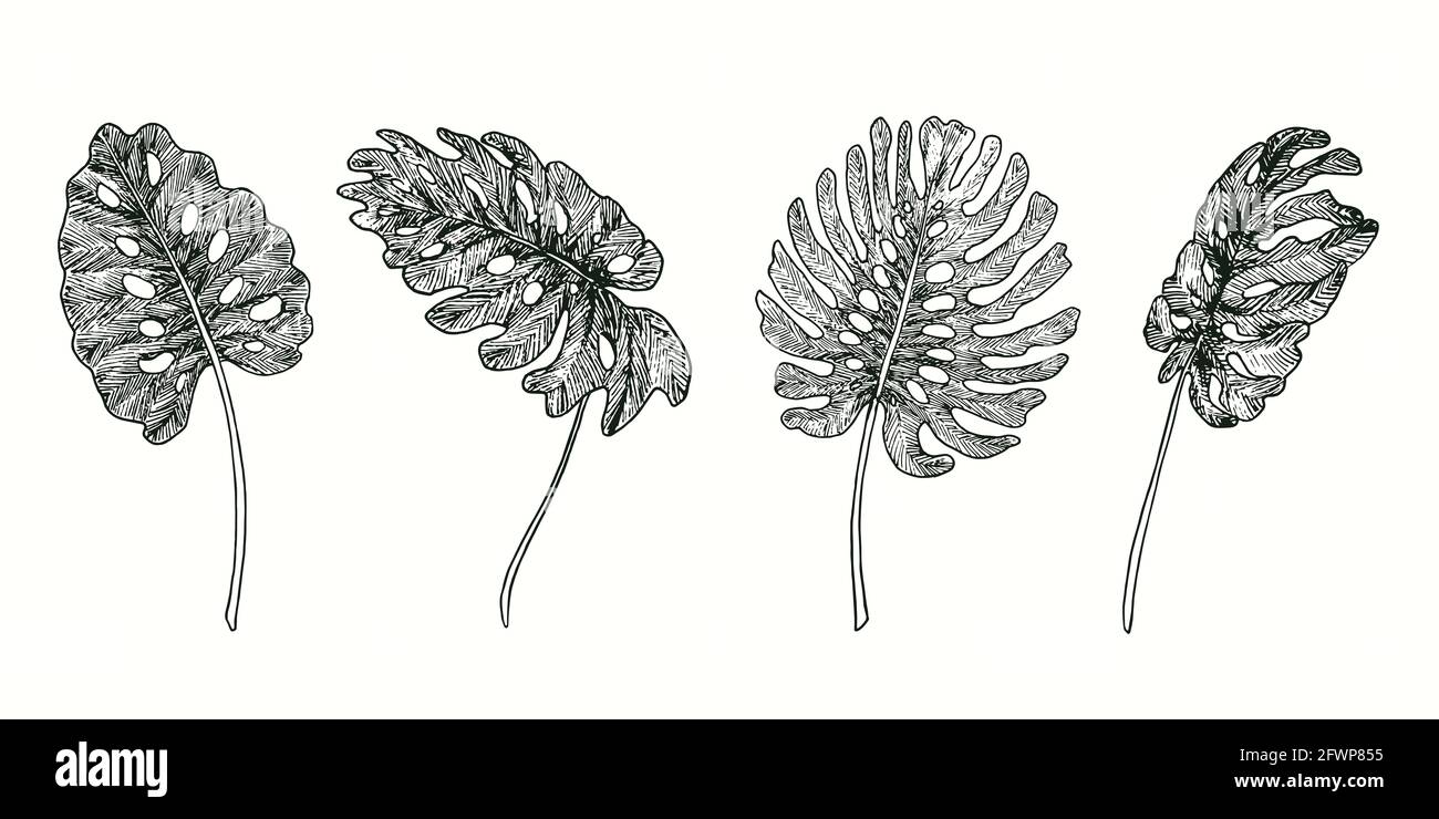 Sammlung gespaltener Philodendron-Palmenblätter. Tusche schwarz-weiße Doodle Zeichnung im Holzschnitt-Stil. Stockfoto