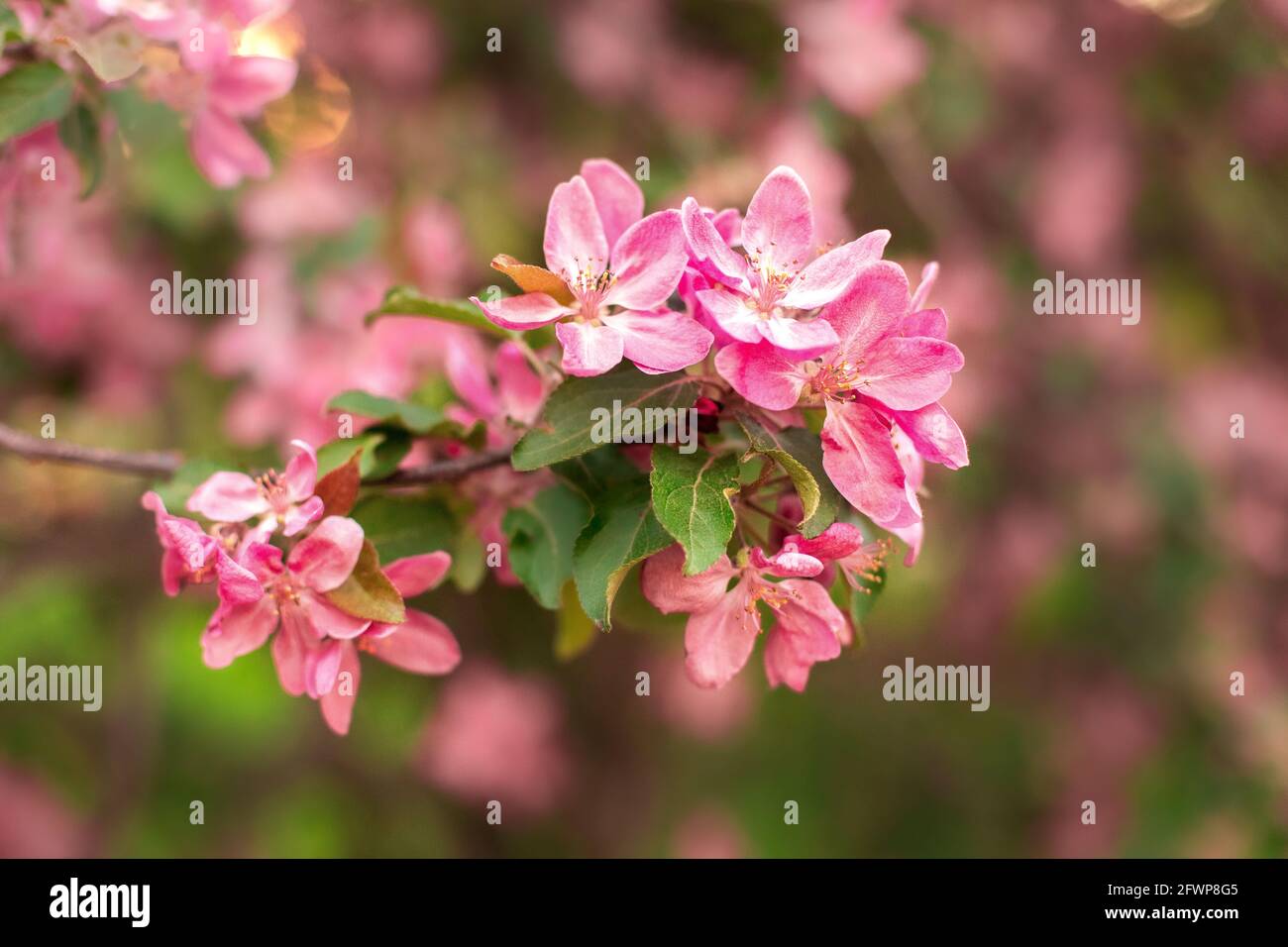 Blühender Ast von Apfelbaum, blühende rosa Blüten von Obstbäumen im Frühjahr. Konzept - Foto im Kalender, Gartensamen, im Artikel über gard Stockfoto