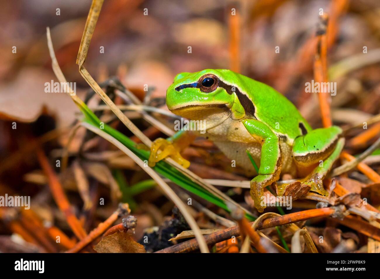 Europäischer Baumfrosch, Hyla arborea, Nationalpark Sierra de Guadarrama, Segovia, Kastilien und Leon, Spanien, Europa Stockfoto