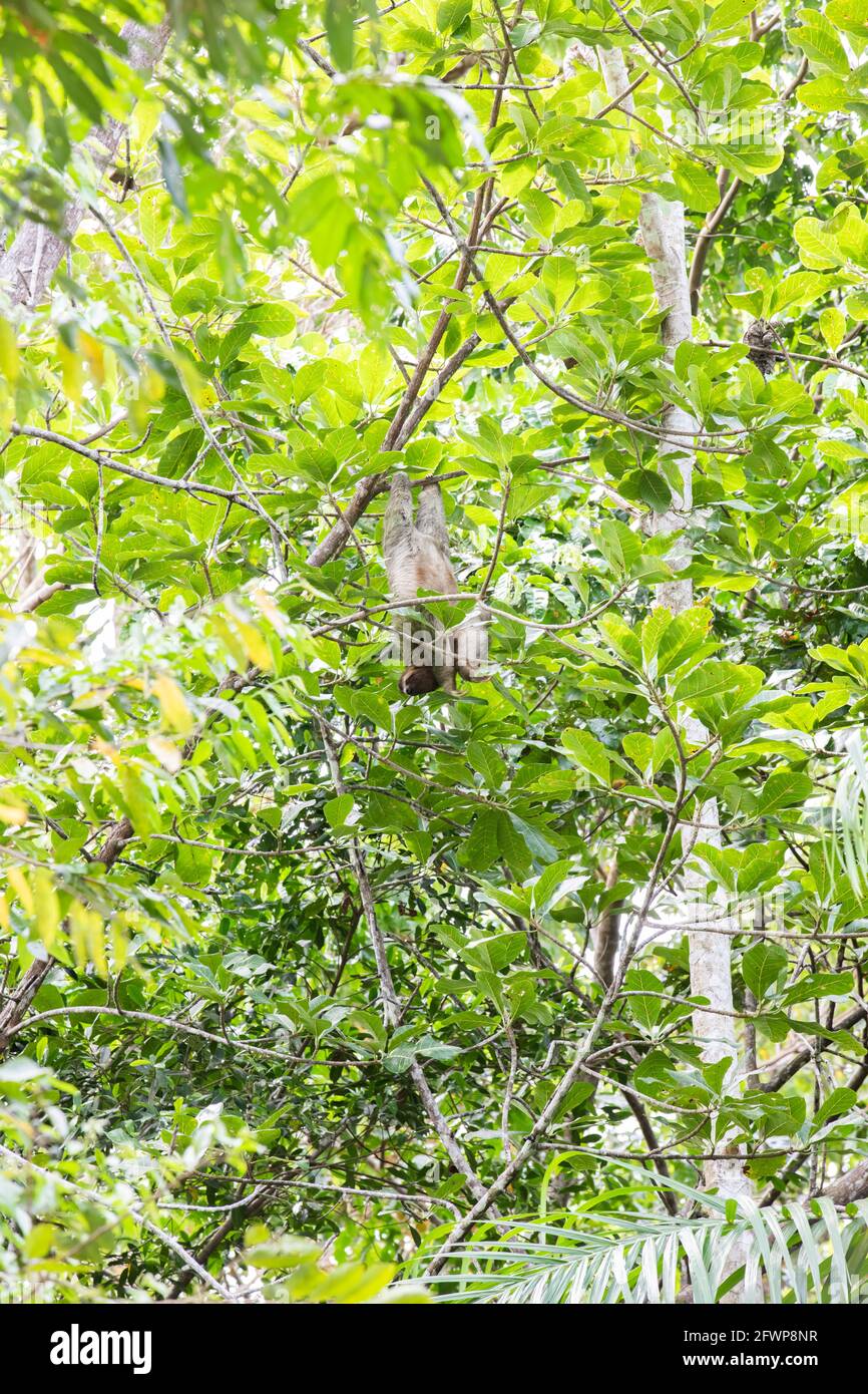 Faultier in Baumkronen in Costa Rica, Mittelamerika Stockfoto