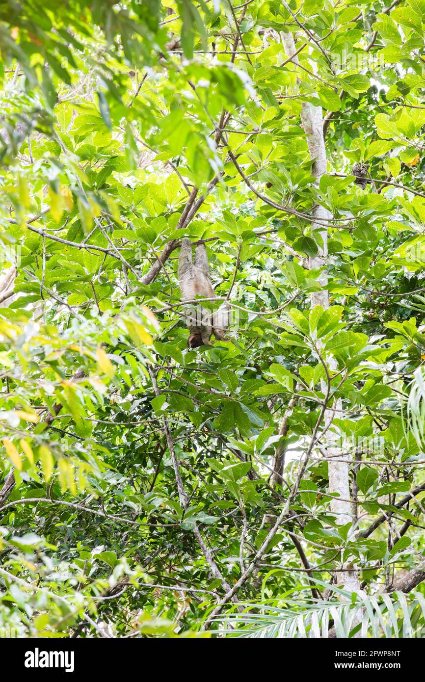 Faultier in Baumkronen in Costa Rica, Mittelamerika Stockfoto