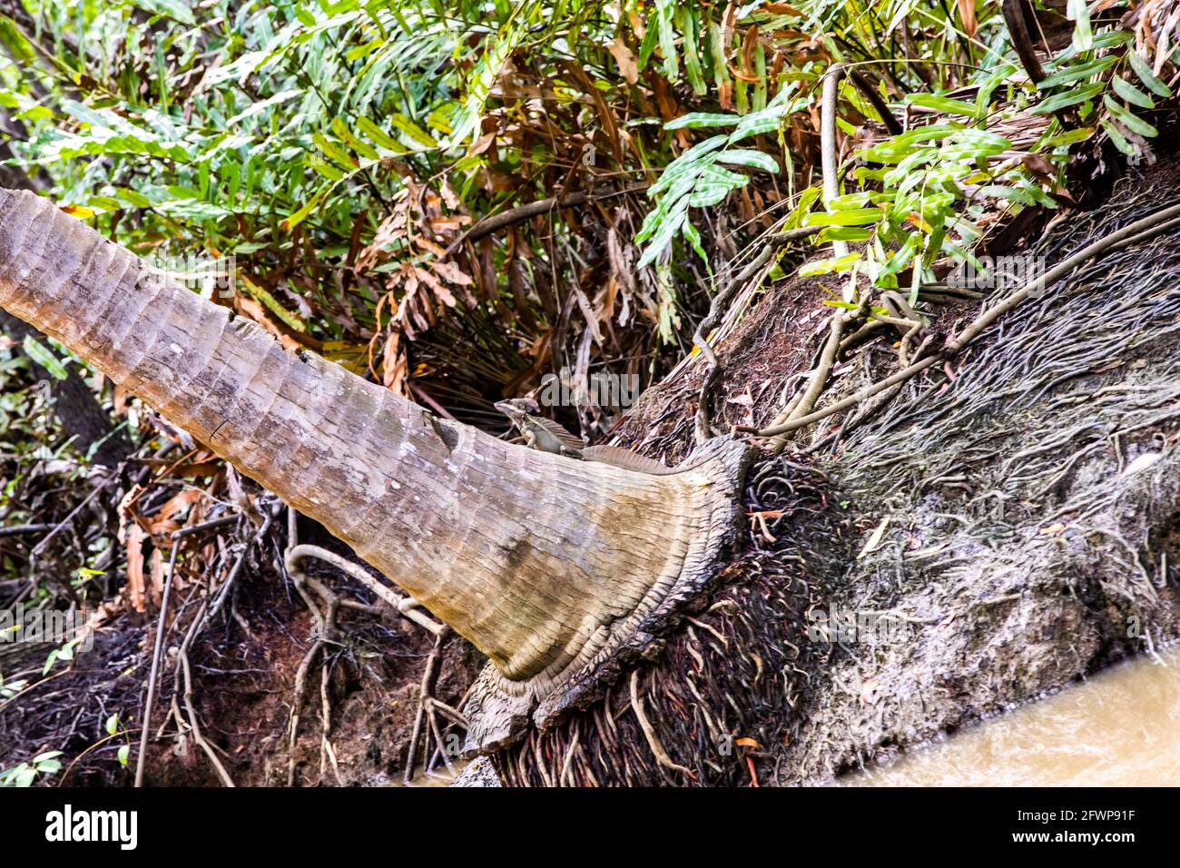 Gemeiner Basilisk (Basiliscus basiliscus) oder JesusChristEidechse