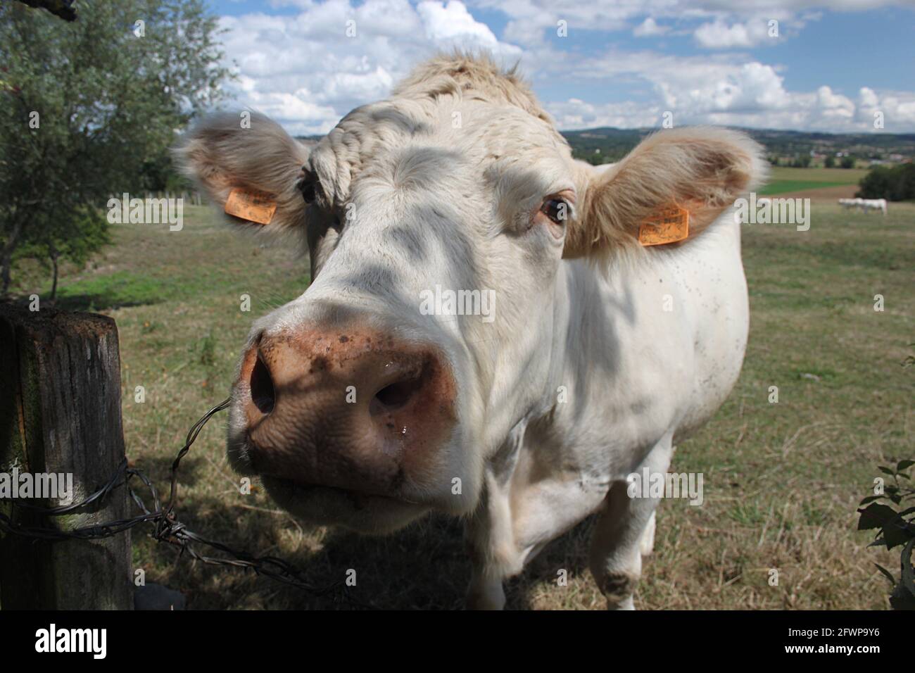 Charolais-Rinder in Zentralfrankreich. Die Rasse, die hauptsächlich für Fleisch aufgezogen wurde, stammt aus Charolles in der Region Saone-et-Loire in Zentralfrankreich. Stockfoto