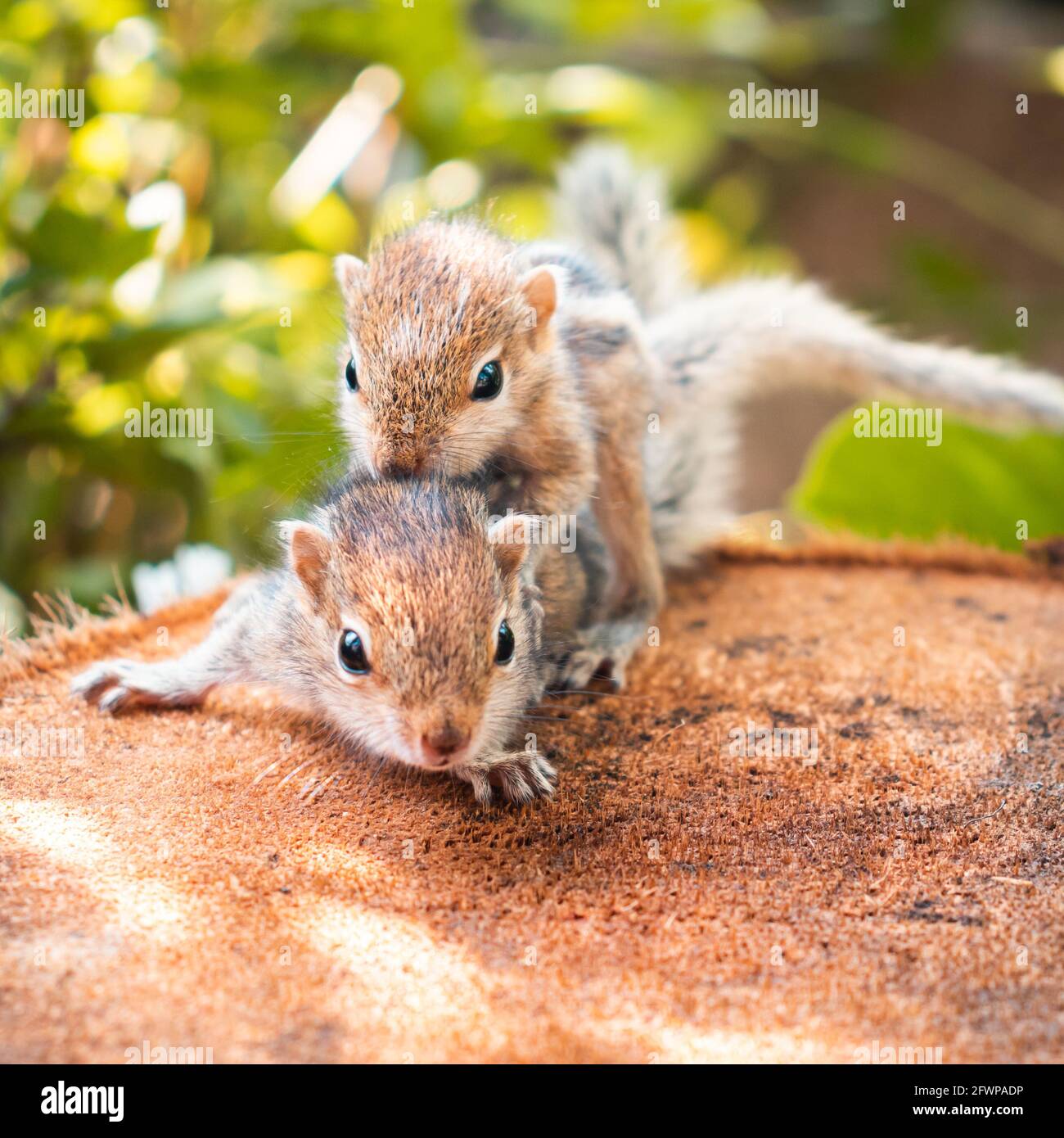 Kleine Geschwister Eichhörnchen Baby reitet große Brüder zurück, niedliche entzückende Tier-Themen-Foto, drei-gestreifte Palmen Eichhörnchen Babys werden von paren verlassen Stockfoto