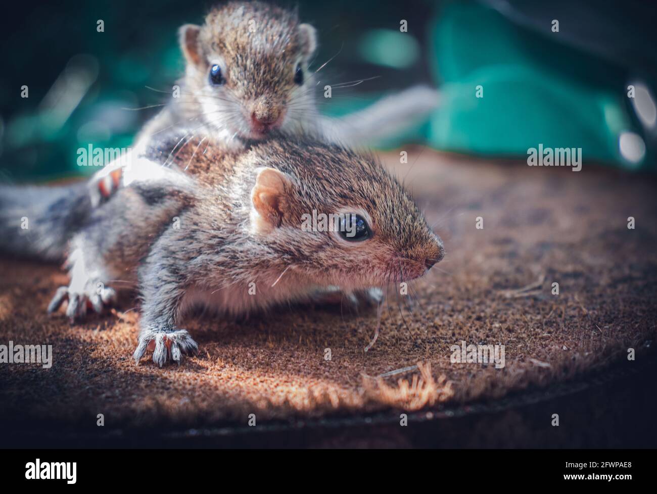 Kleine Geschwister Eichhörnchen Baby reitet große Brüder zurück, niedliche entzückende Tier-Themen-Foto, drei-gestreifte Palmen Eichhörnchen Babys werden von paren verlassen Stockfoto