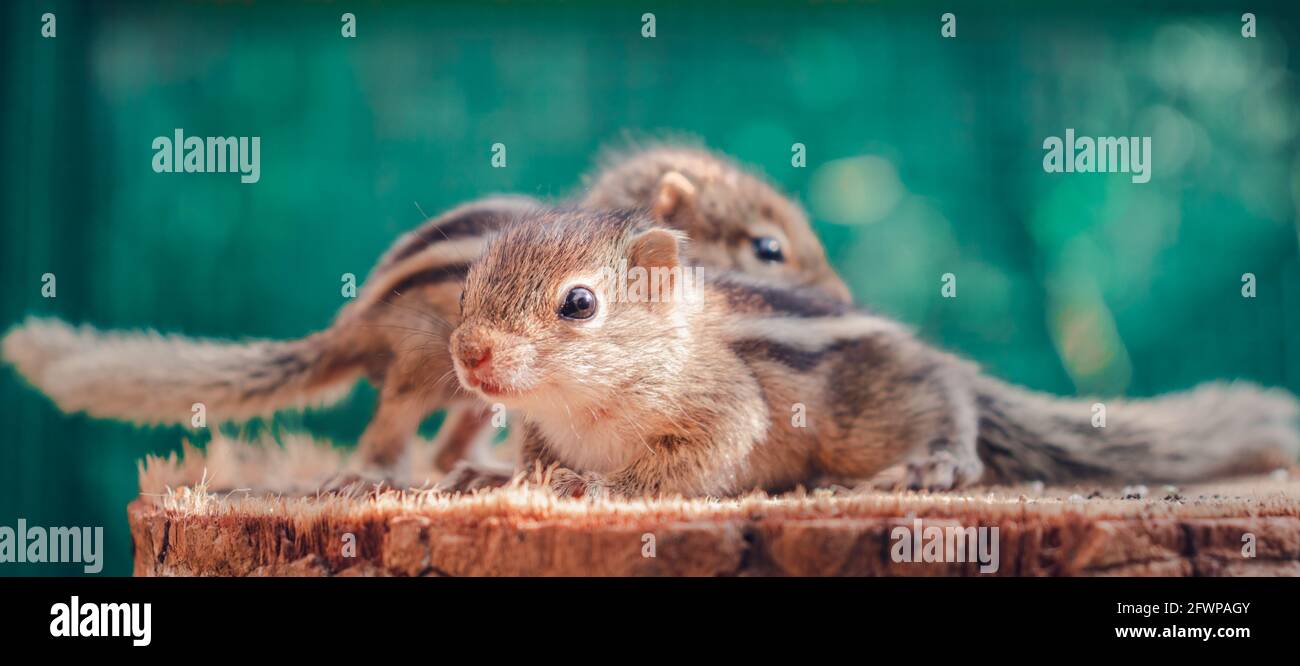 Eichh rnchen Spielen Fotos Und Bildmaterial In Hoher Aufl sung Alamy