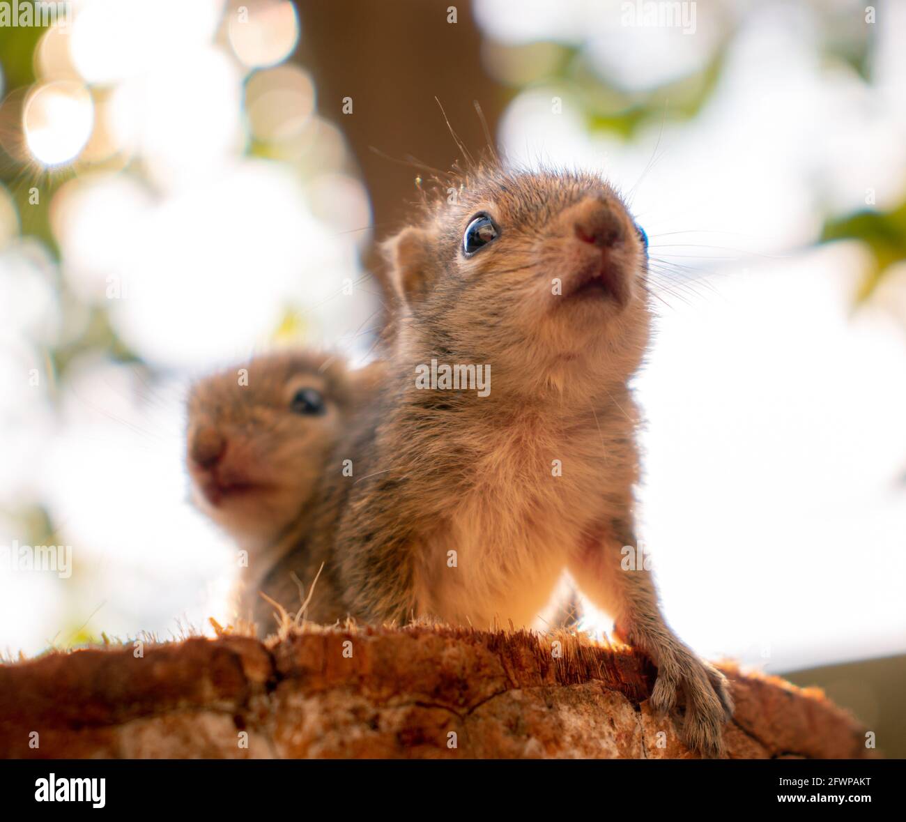 Kleine Geschwister Eichhörnchen Baby reitet große Brüder zurück, niedliche entzückende Tier-Themen-Foto, drei-gestreifte Palmen Eichhörnchen Babys werden von paren verlassen Stockfoto