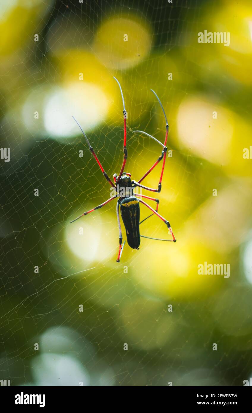 Riesige goldene Kugel Weber weben ein großes Spinnennetz im Dschungel. Lange rotbeinige Weber Rückansicht. Stockfoto