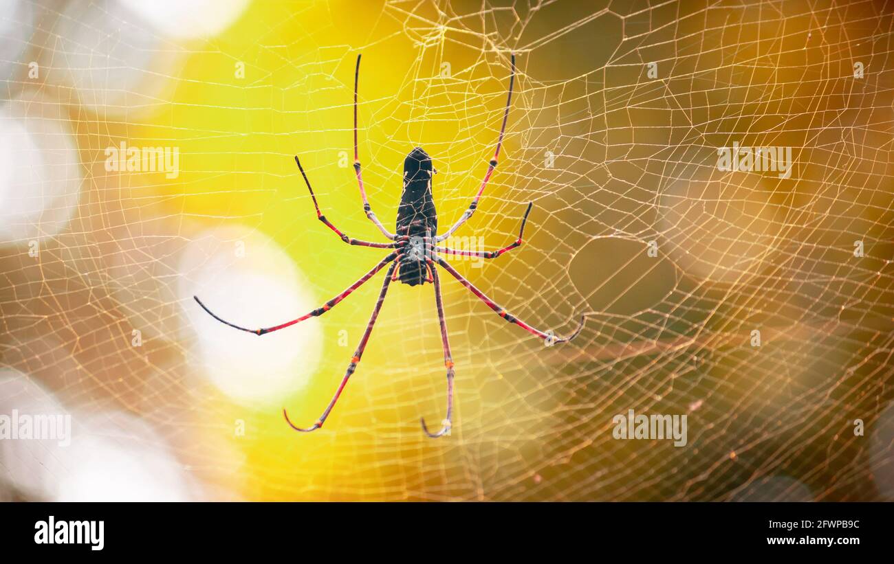 Riesiger Goldener Reichsapfel-Weber und seine 8 langen Beine voll gestreckt in der Netzansicht. Warten auf Beute wie fliegende Insekten, um sich im Spinnennetz zu verstricken. Stockfoto