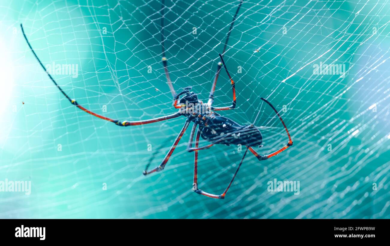 Riesige goldene Kugel Weberei ein großes Spinnennetz im Dschungel. Lange rotbeinige Weber Bauch Blick. Warten auf Beute wie fliegende Insekten zu verwickeln Stockfoto