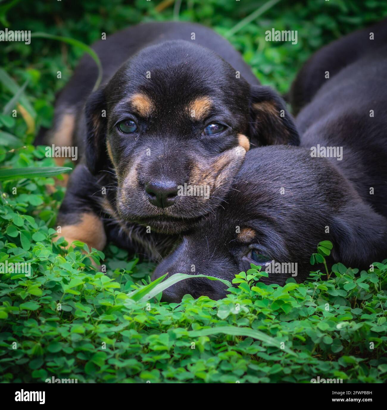 Zwei niedliche, neugeborene Dackel-Welpen schlafen auf dem Grasfeld. Stockfoto