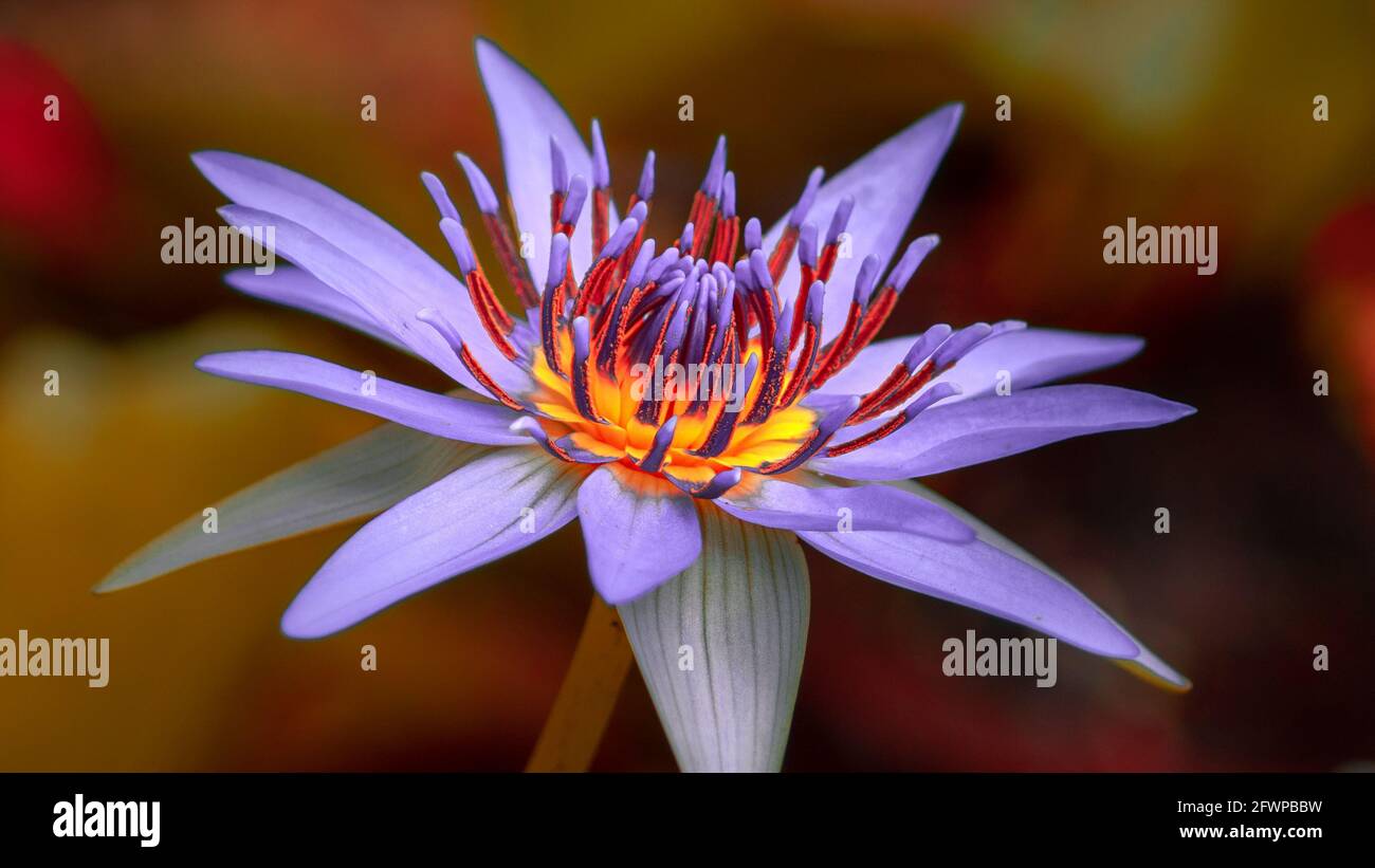 Makrofoto einer lila Seerosenblume und ihrem Pollenmuster. Stockfoto