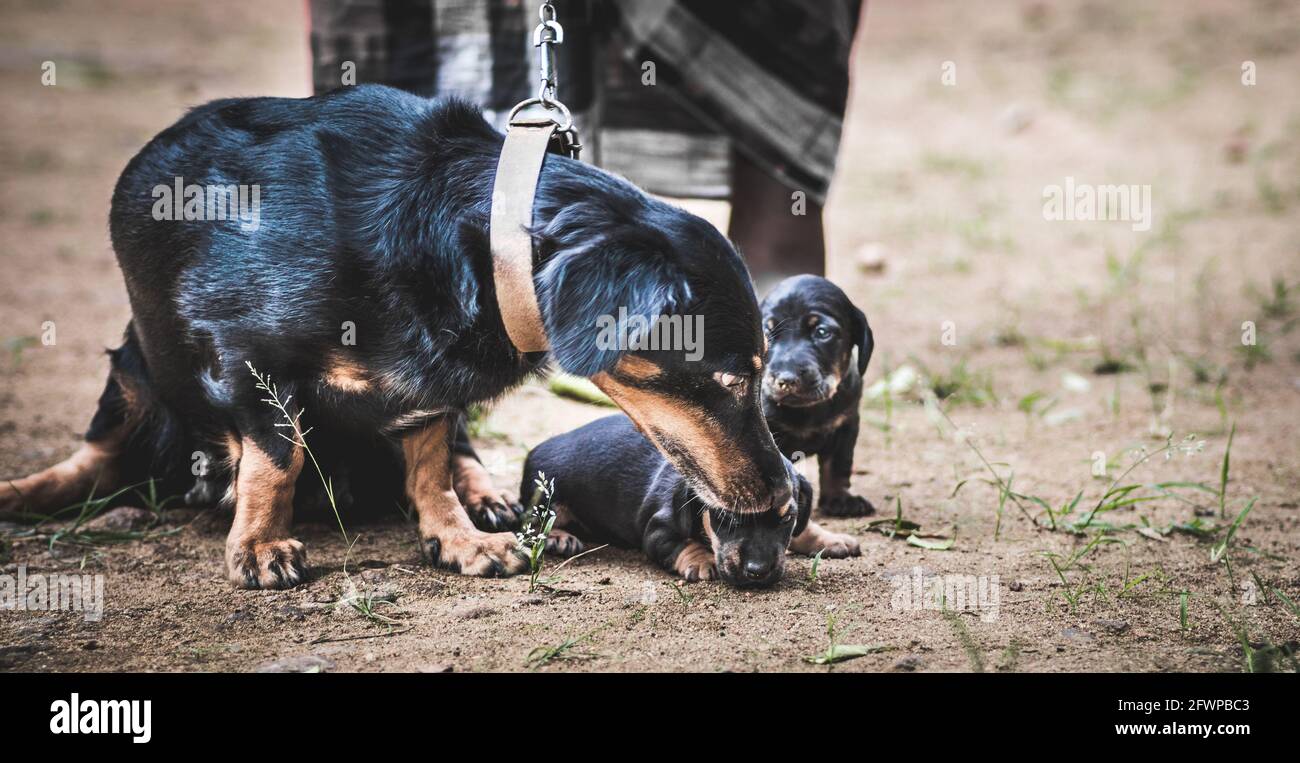 Dachshund Mama kümmert sich um ihre neugeborenen Welpen, Besitzer hält die Leine der Mutter Hund. Stockfoto