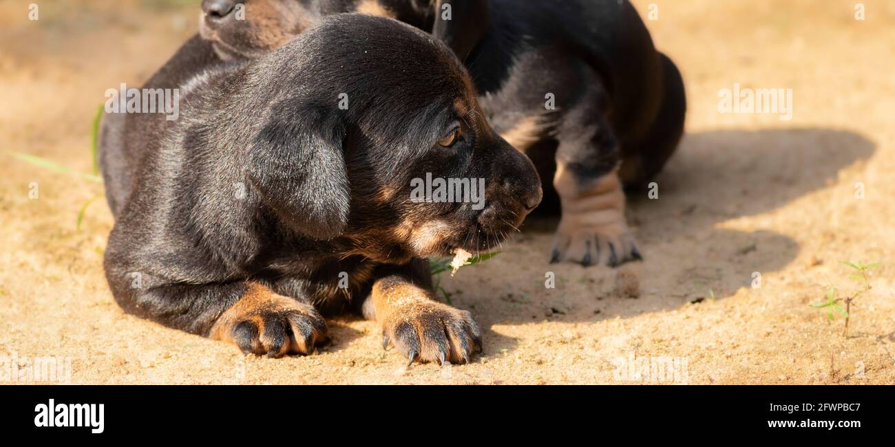 Niedliche neugeborene Dackel Welpen auf dem Boden. Stockfoto