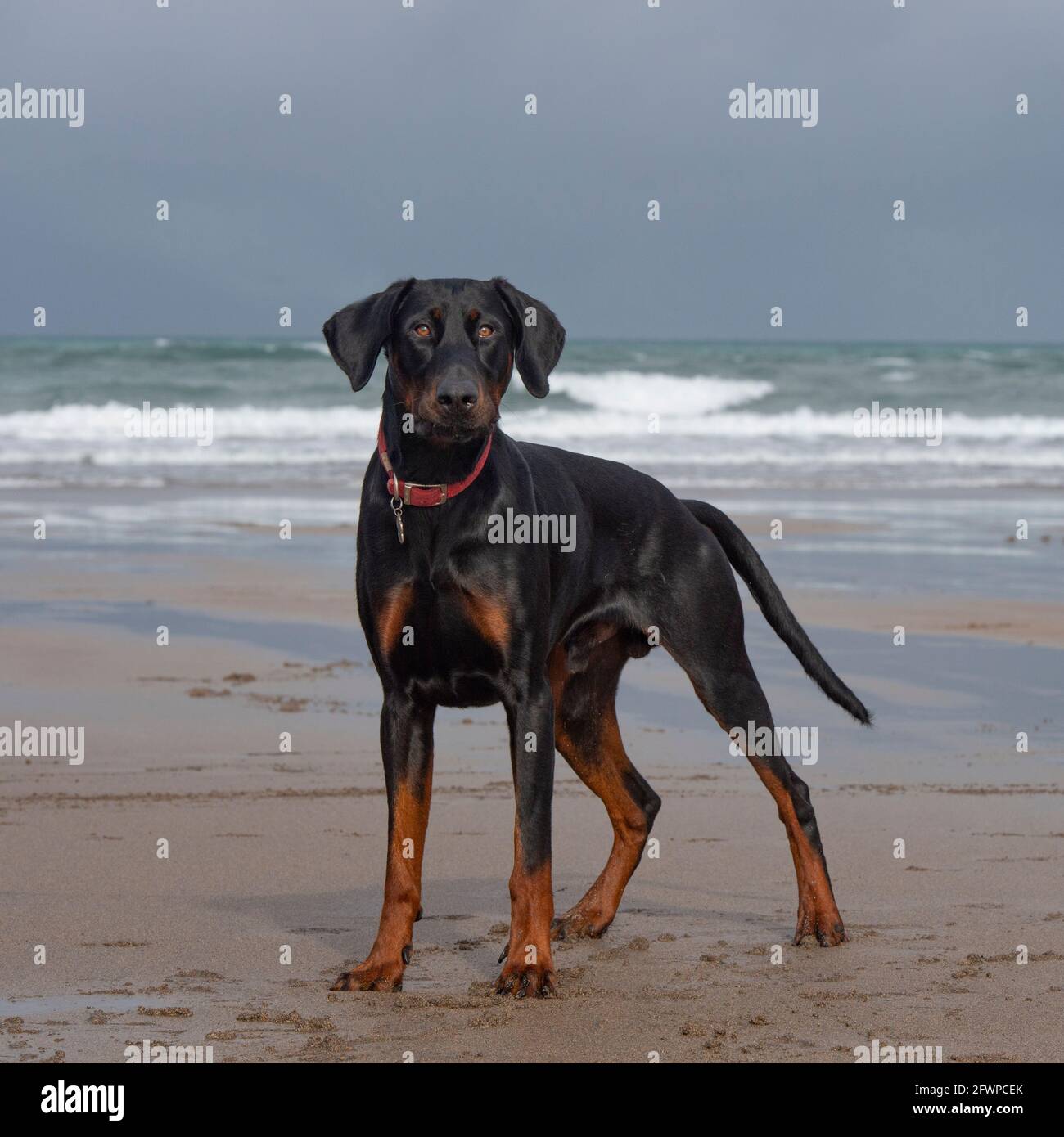 Dobermann Stockfoto