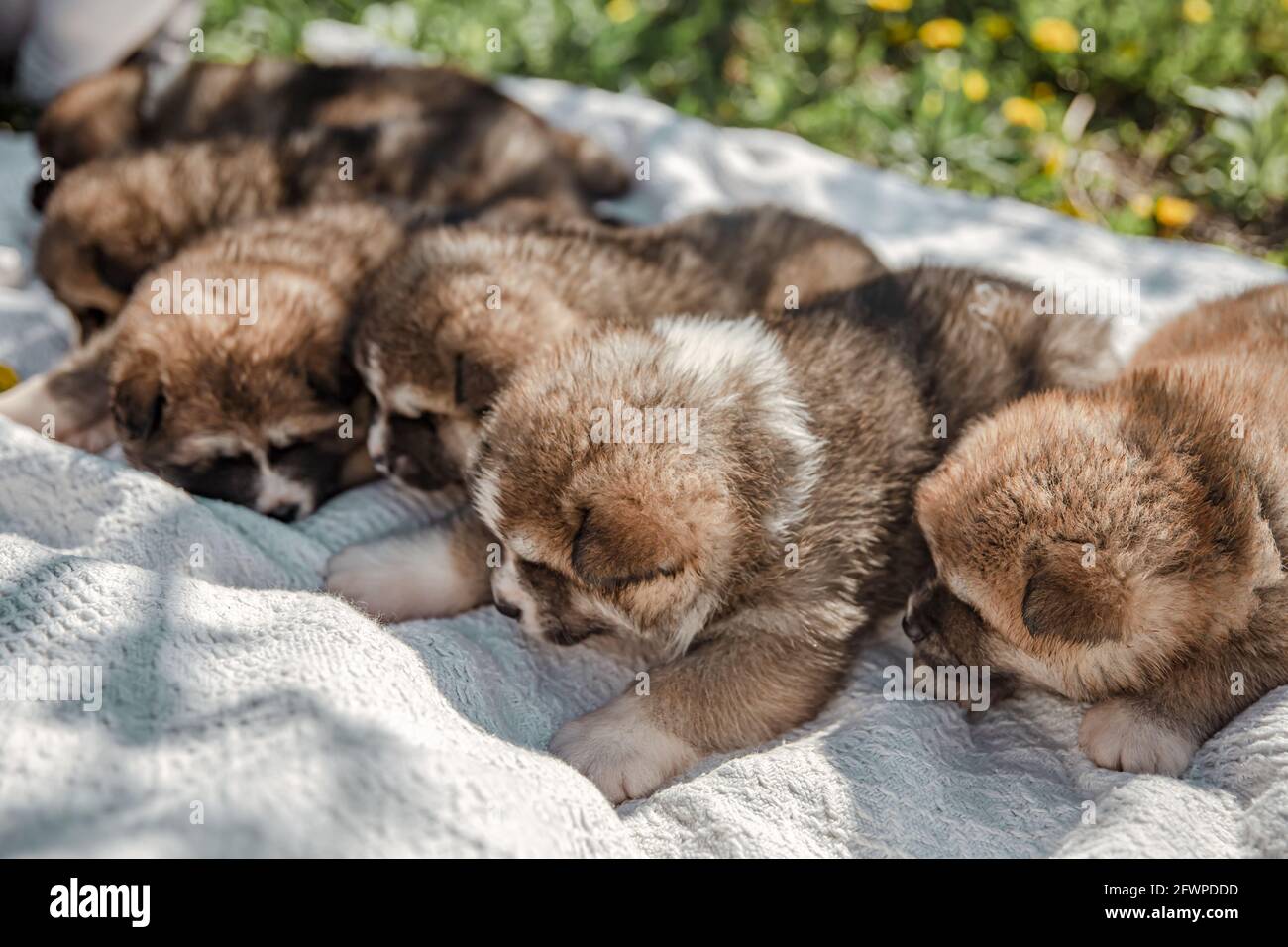 Niedliche kleine Hunde liegen auf einer Decke im Gras. Stockfoto