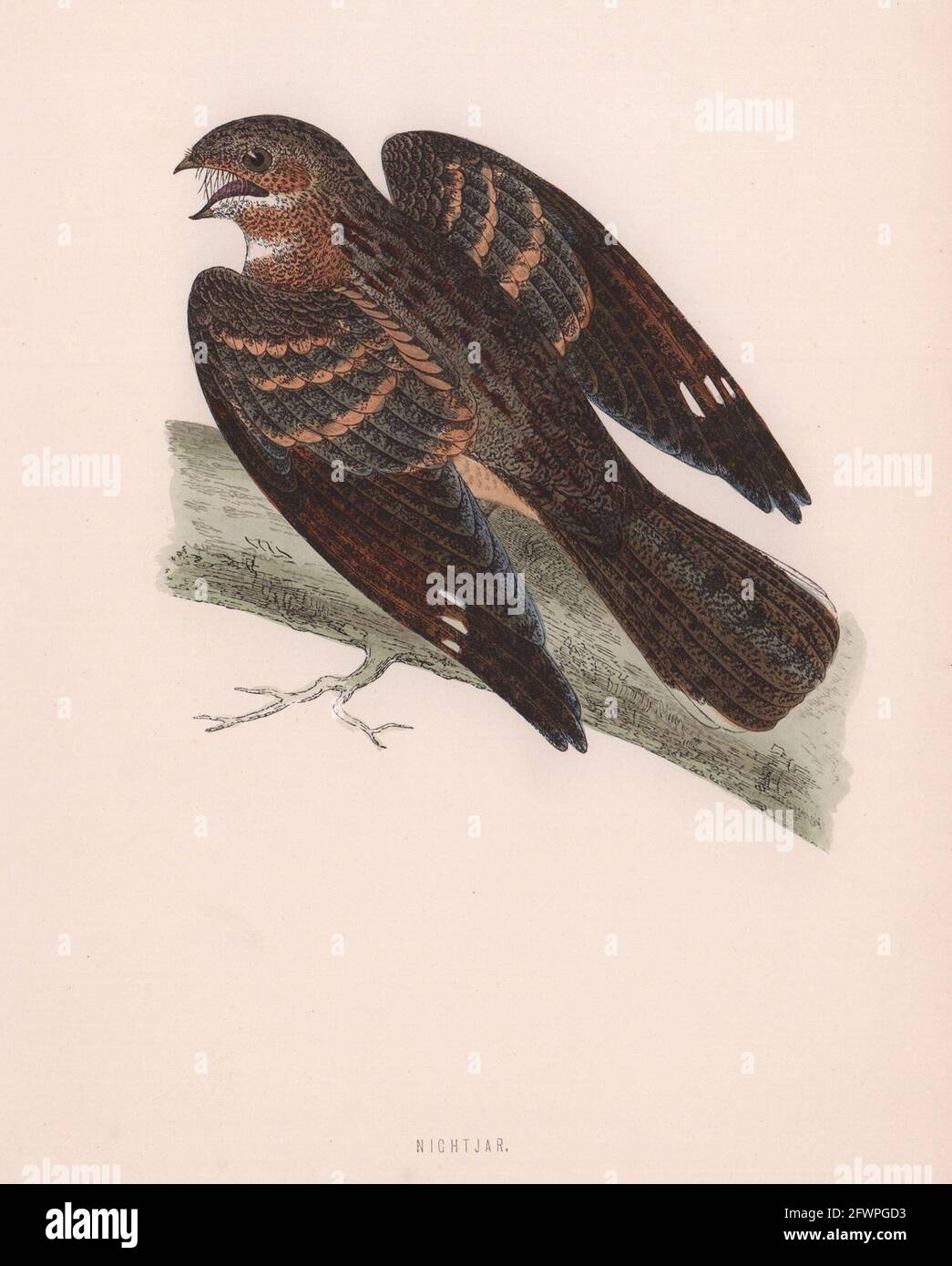 Nachtschwalbe. Morris's British Birds. Antik Farbdruck 1870 alt Stockfoto