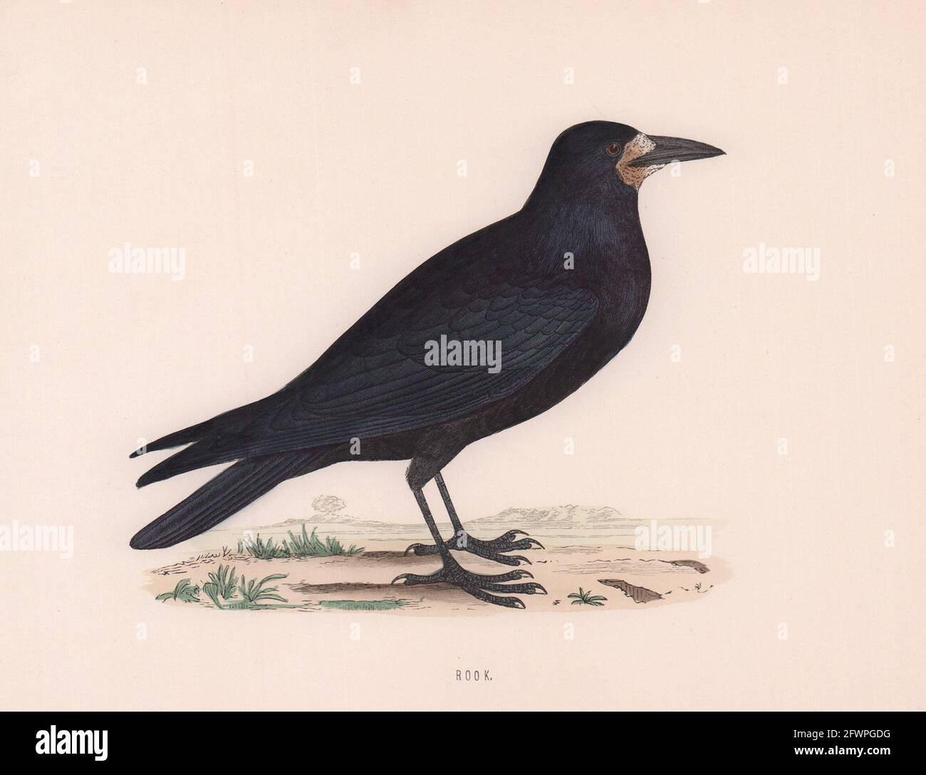 Rook. Morris's British Birds. Antik Farbdruck 1870 alt Stockfoto