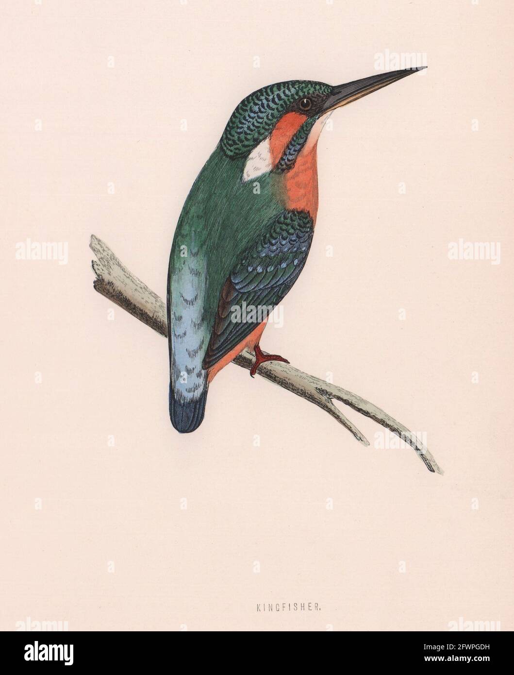 Eisvögel. Morris's British Birds. Antik Farbdruck 1870 alt Stockfoto