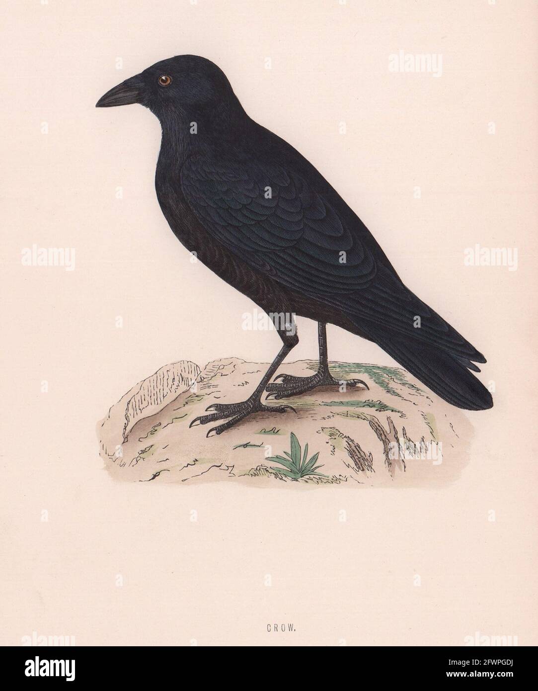 Krähe. Morris's British Birds. Antik Farbdruck 1870 alt Stockfoto