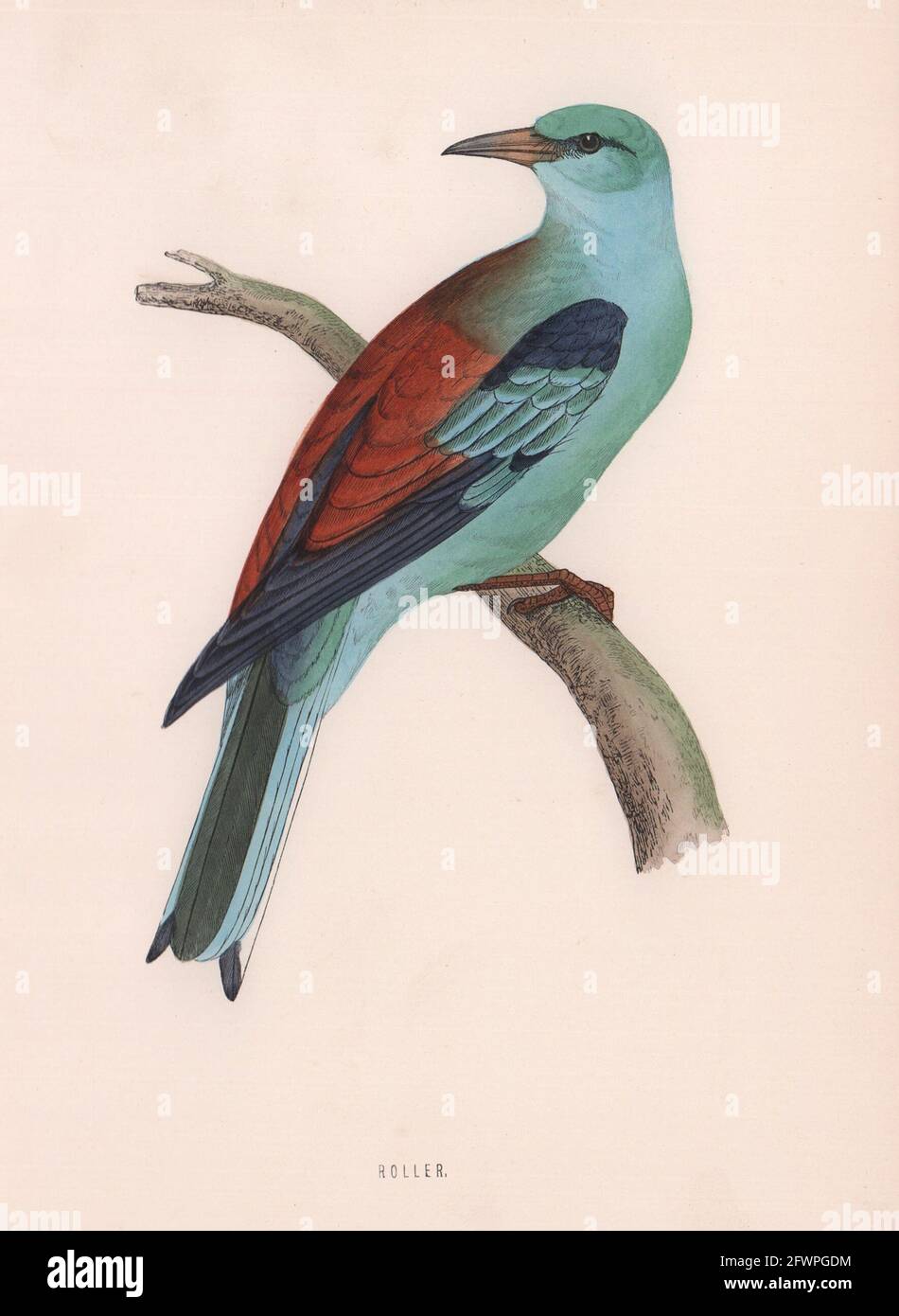 Rolle. Morris's British Birds. Antik Farbdruck 1870 alt Stockfoto