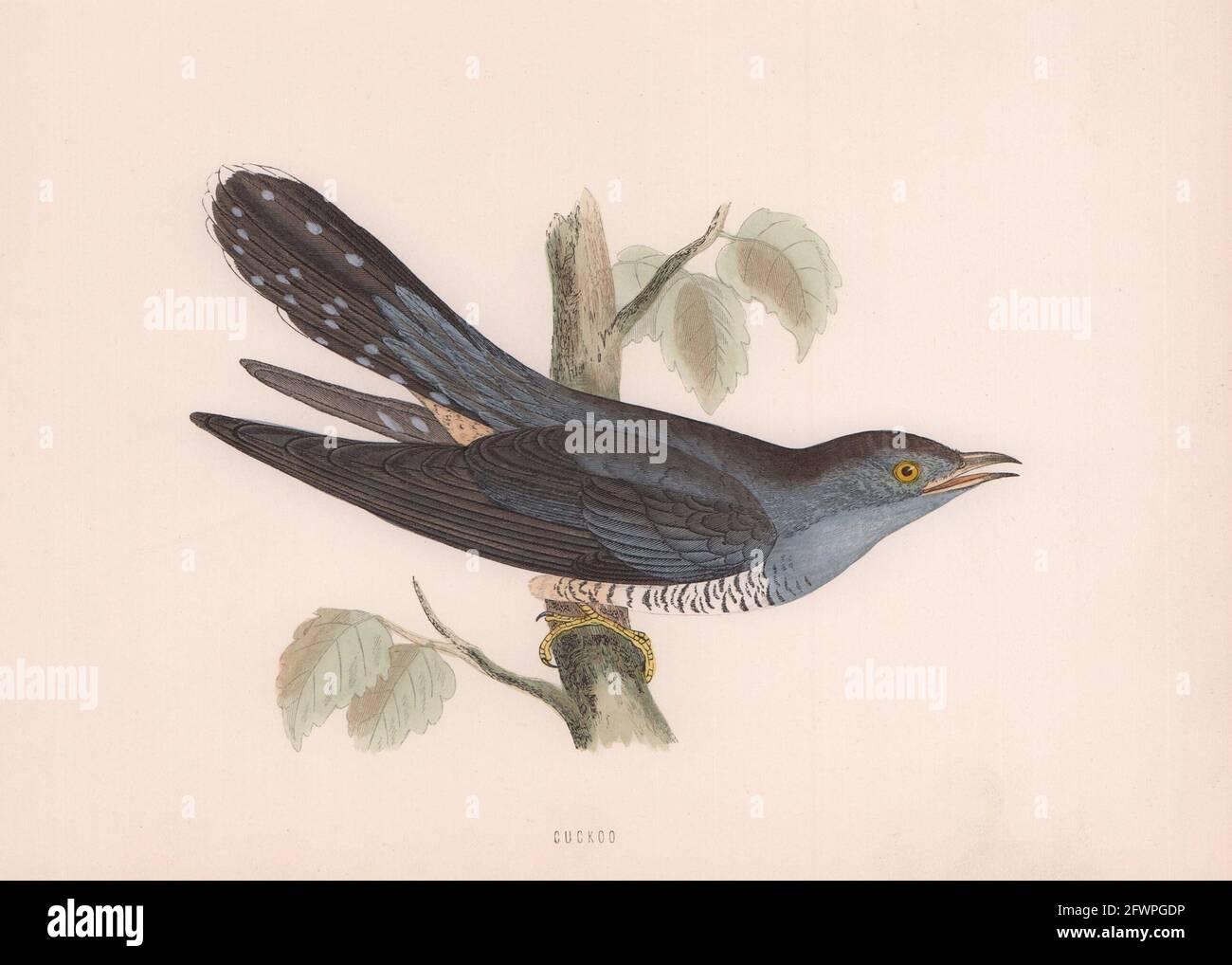 Kuckuck. Morris's British Birds. Antik Farbdruck 1870 alt Stockfoto