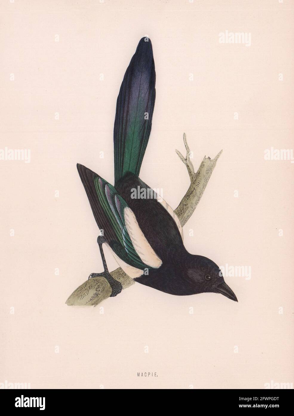 Elster. Morris's British Birds. Antik Farbdruck 1870 alt Stockfoto