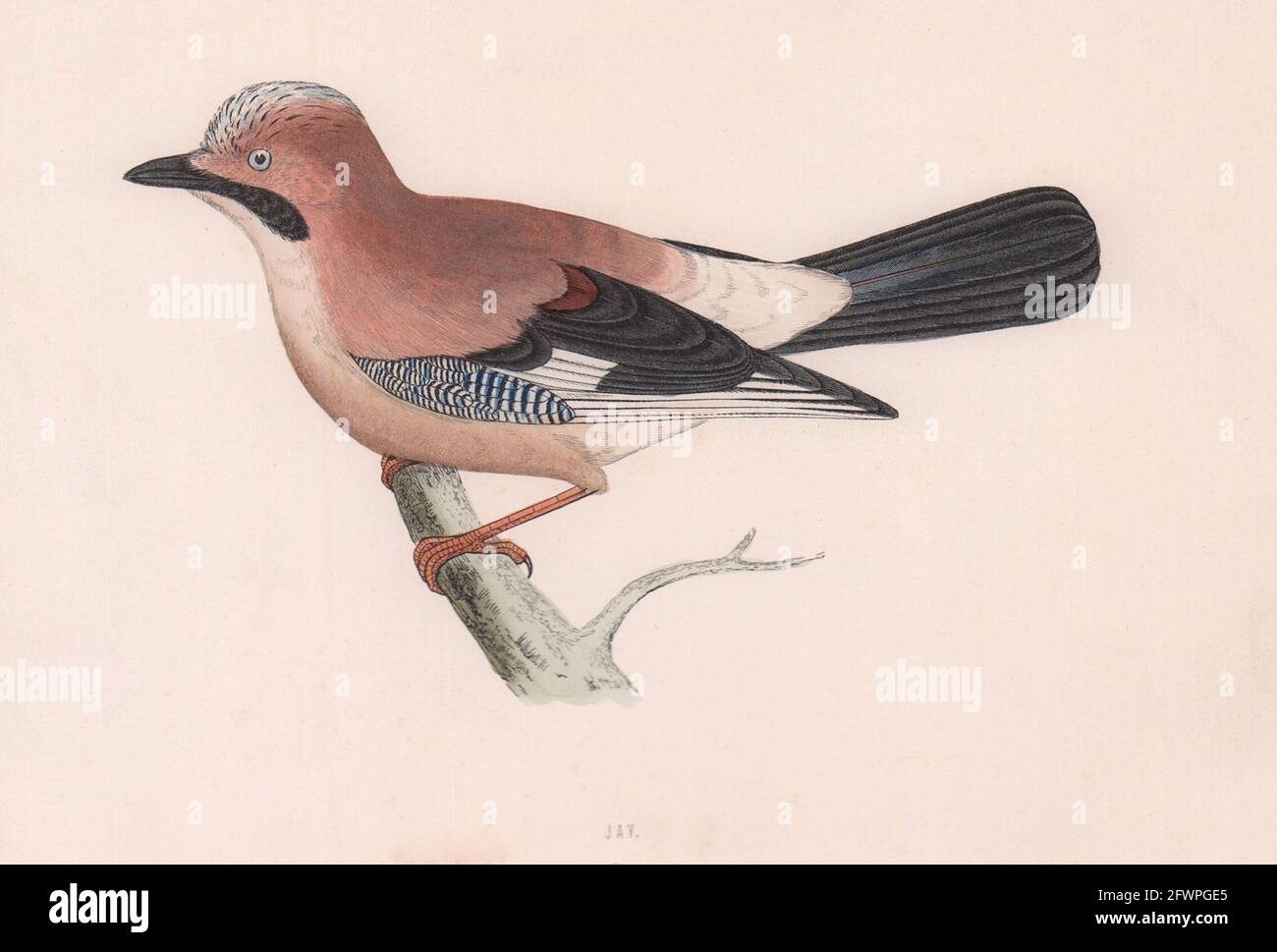 Jay. Morris's British Birds. Antik Farbdruck 1870 alt Stockfoto