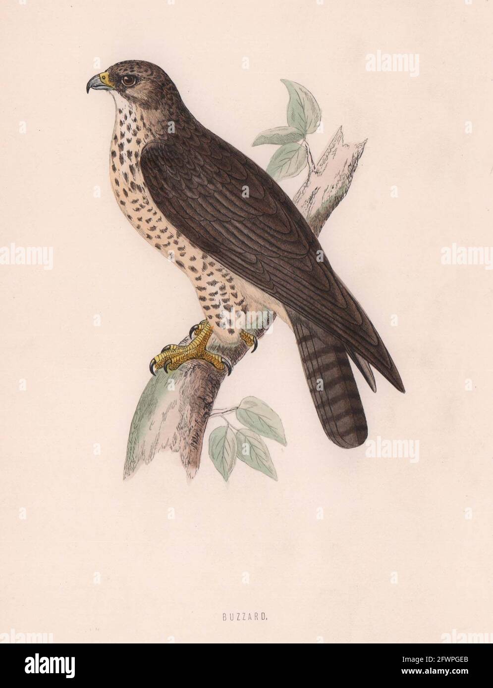 Bussard. Morris's British Birds. Antik Farbdruck 1870 alt Stockfoto