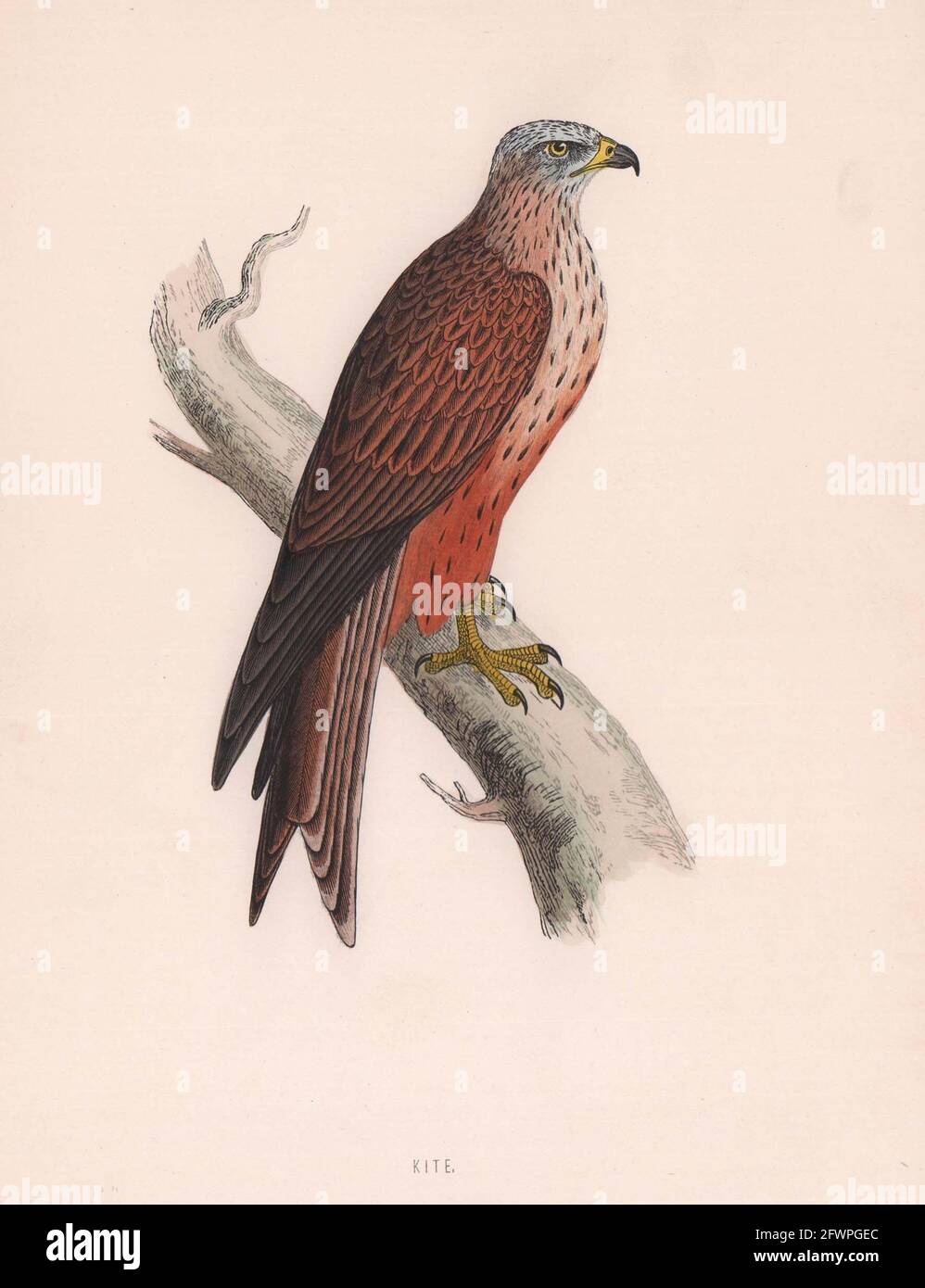 Drachen. Morris's British Birds. Antik Farbdruck 1870 alt Stockfoto