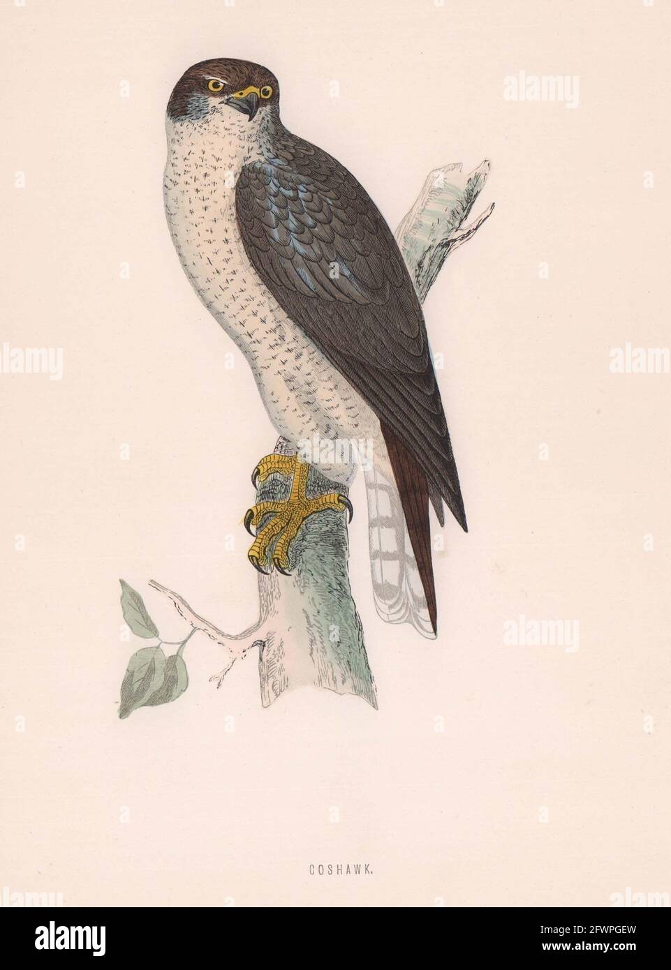 Goshawk. Morris's British Birds. Antik Farbdruck 1870 alt Stockfoto