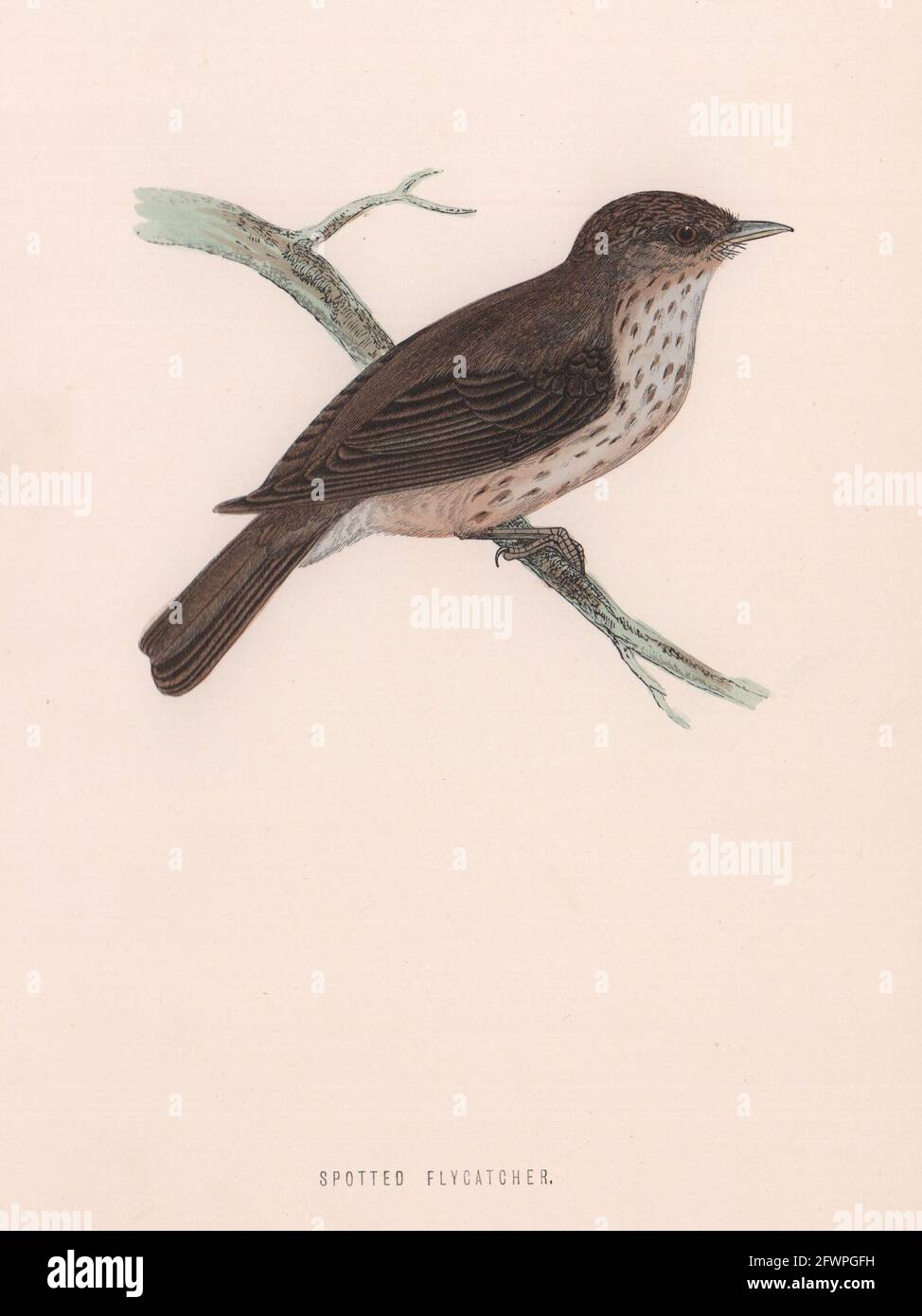 Gepunkteter Fliegenfänger. Morris's British Birds. Antik-Farbdruck 1870 Stockfoto
