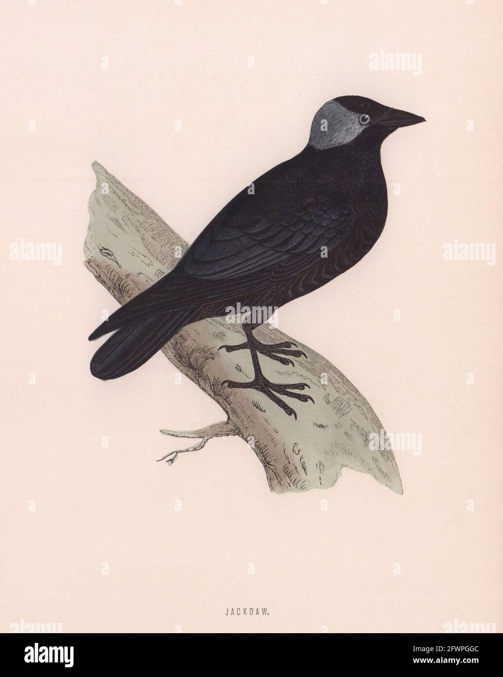 Dohle. Morris's British Birds. Antik Farbdruck 1870 alt Stockfoto