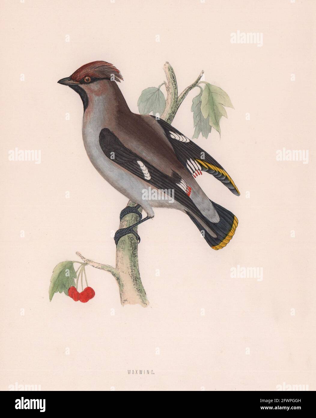 Wachsflügel. Morris's British Birds. Antik Farbdruck 1870 alt Stockfoto