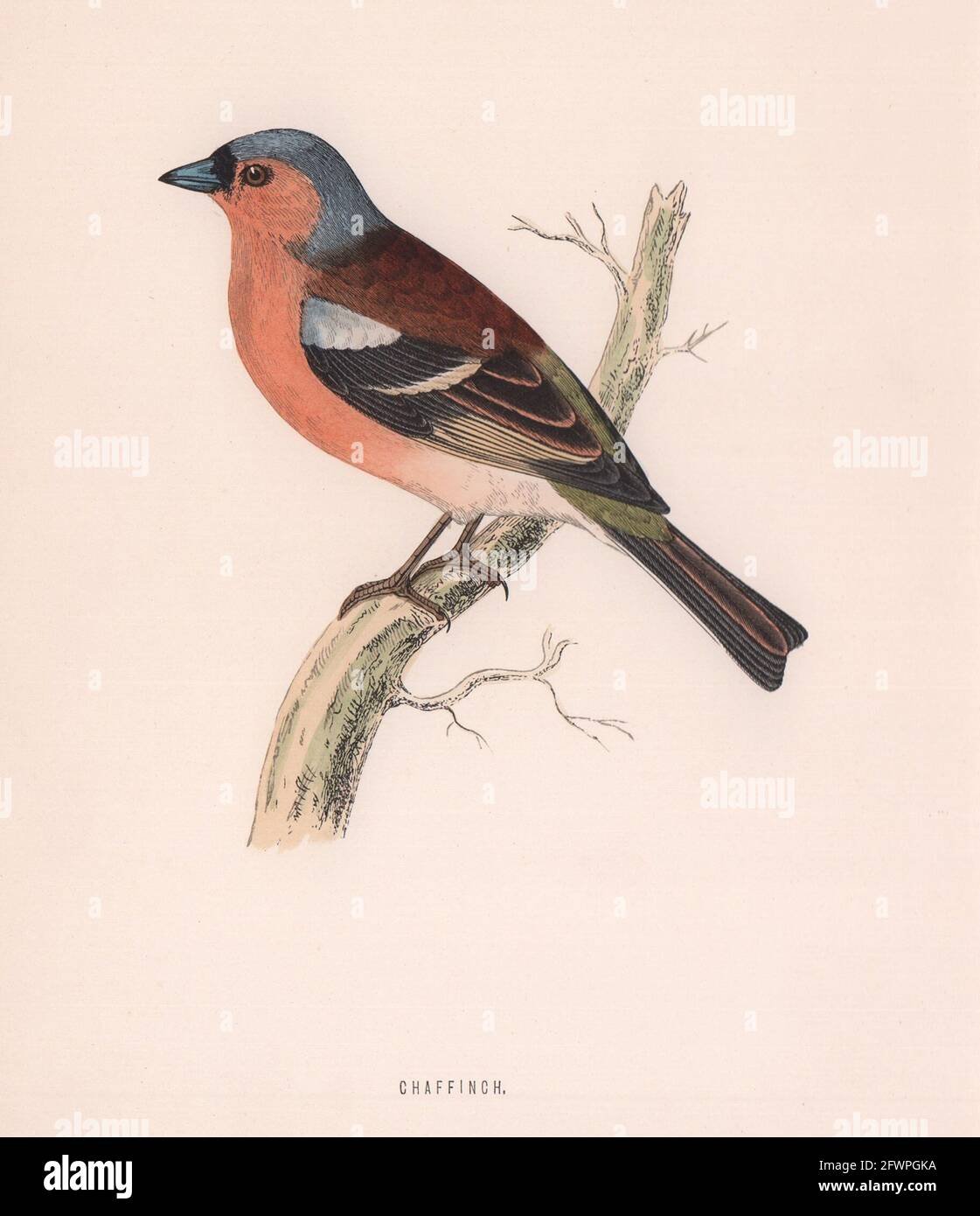 Buchfink. Morris's British Birds. Antik Farbdruck 1870 alt Stockfoto
