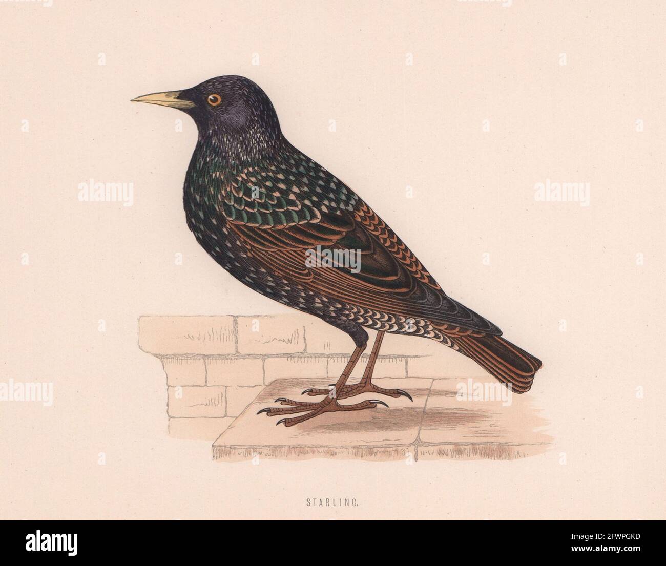 Starling. Morris's British Birds. Antik Farbdruck 1870 alt Stockfoto