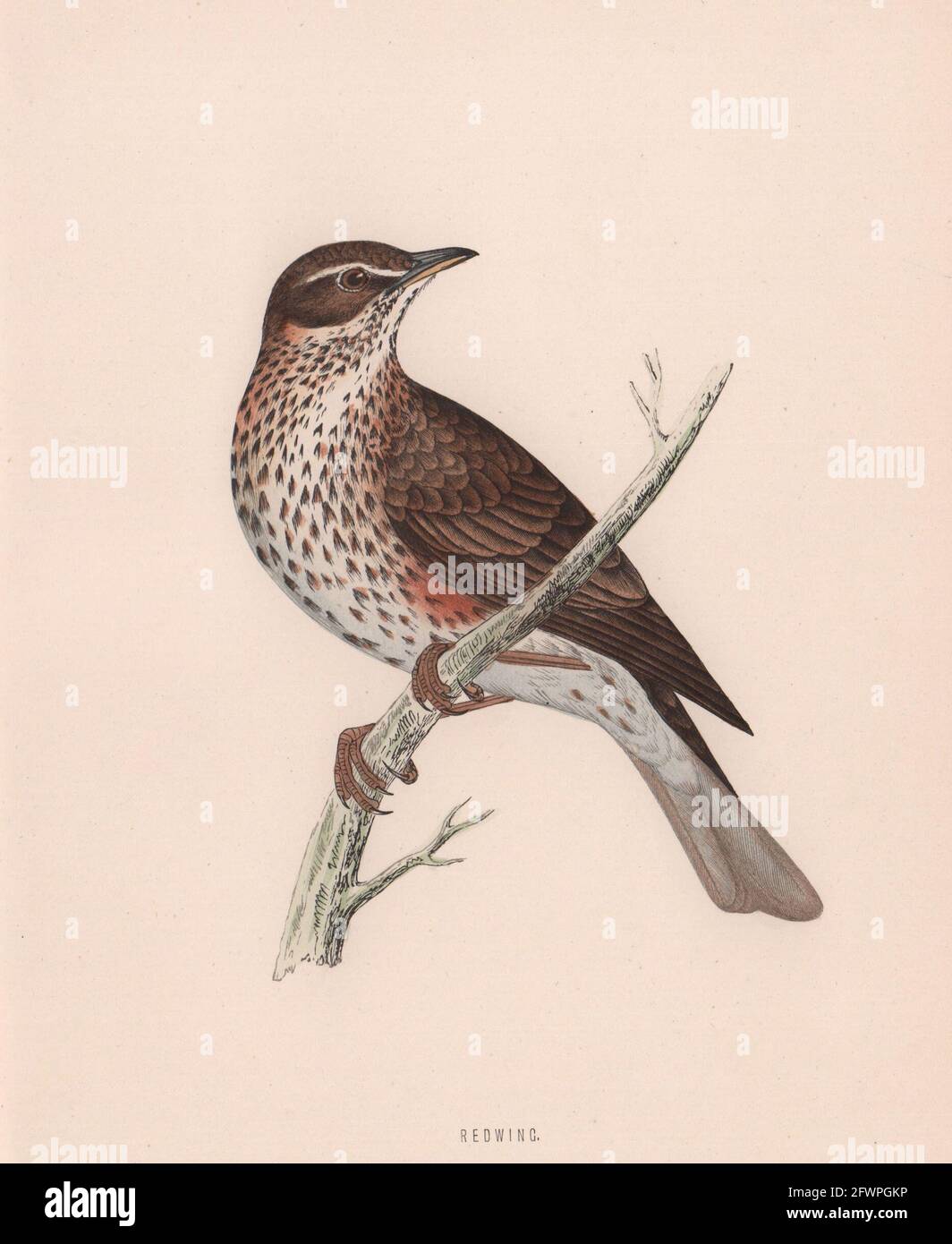 Redwing. Morris's British Birds. Antik Farbdruck 1870 alt Stockfoto
