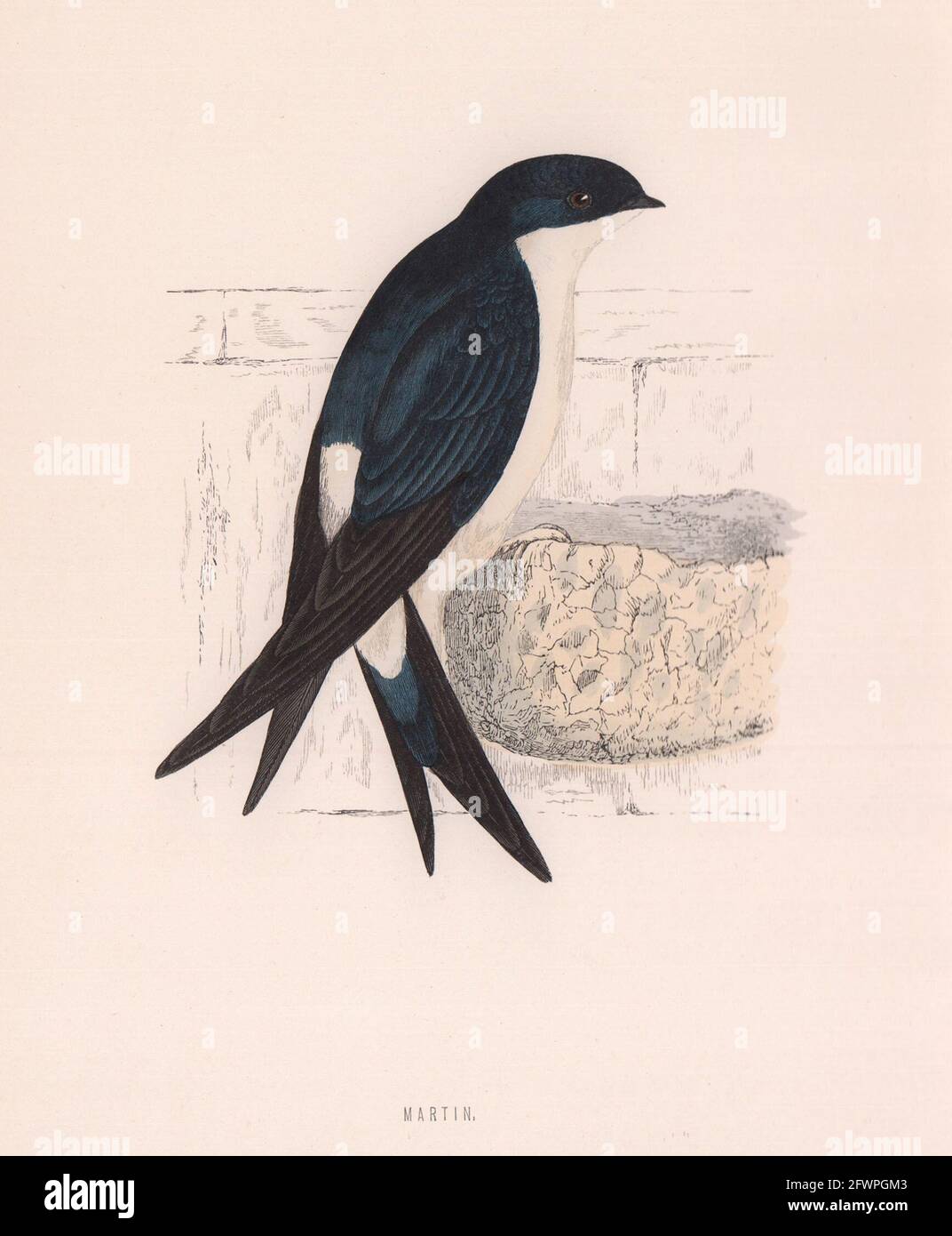 Martin. Morris's British Birds. Antik Farbdruck 1870 alt Stockfoto