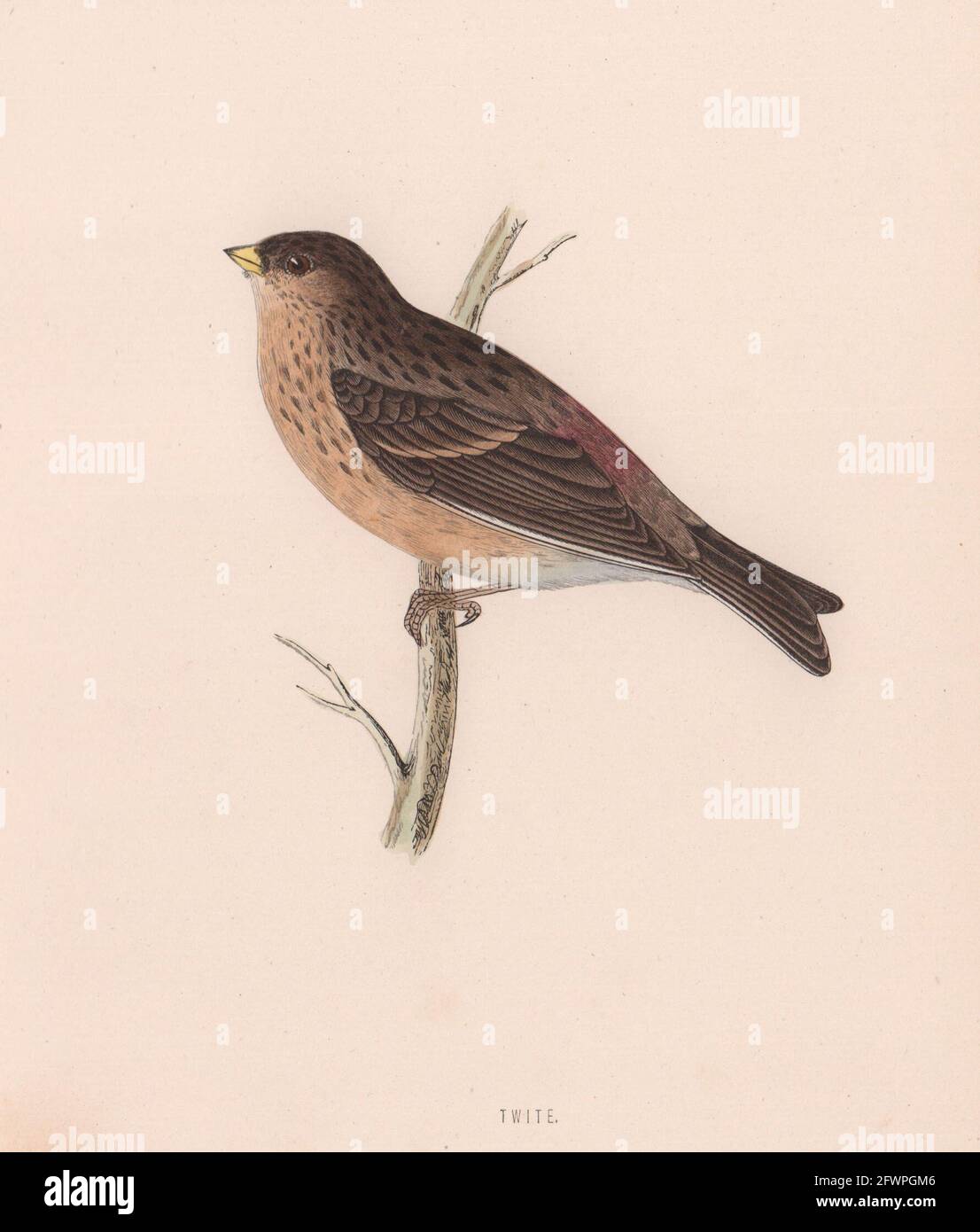 Twite. Morris's British Birds. Antik Farbdruck 1870 alt Stockfoto