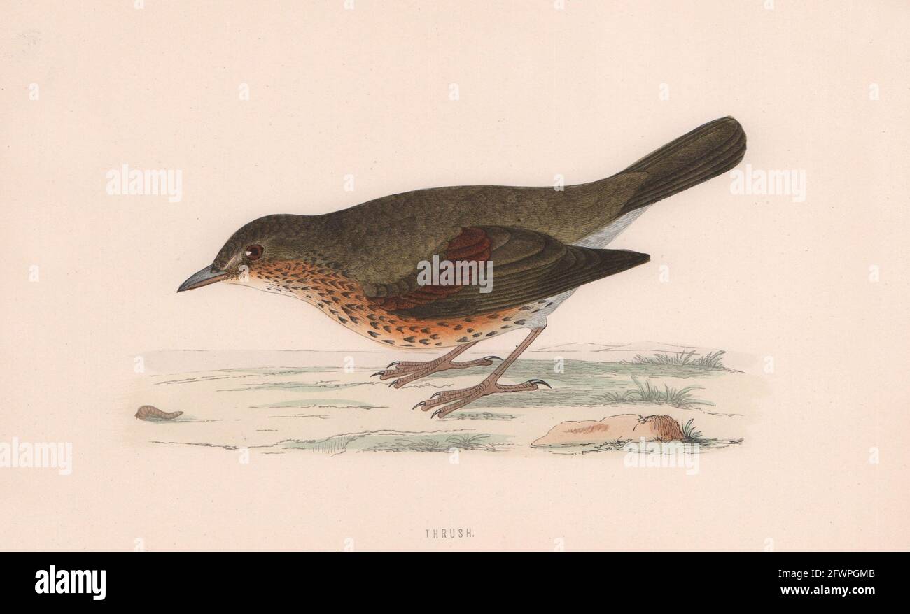 Soor. Morris's British Birds. Antik Farbdruck 1870 alt Stockfoto