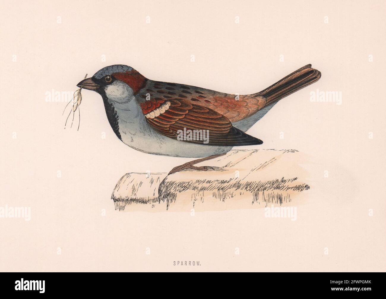 Sperling. Morris's British Birds. Antik Farbdruck 1870 alt Stockfoto