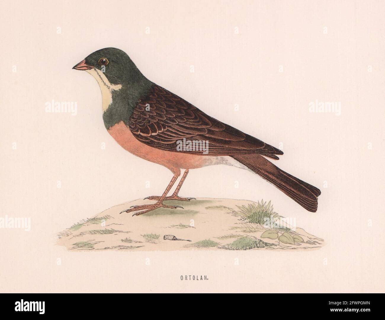 Ortolan. Morris's British Birds. Antik Farbdruck 1870 alt Stockfoto