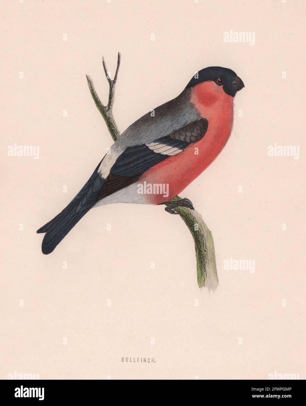 Gimpel. Morris's British Birds. Antik Farbdruck 1870 alt Stockfoto