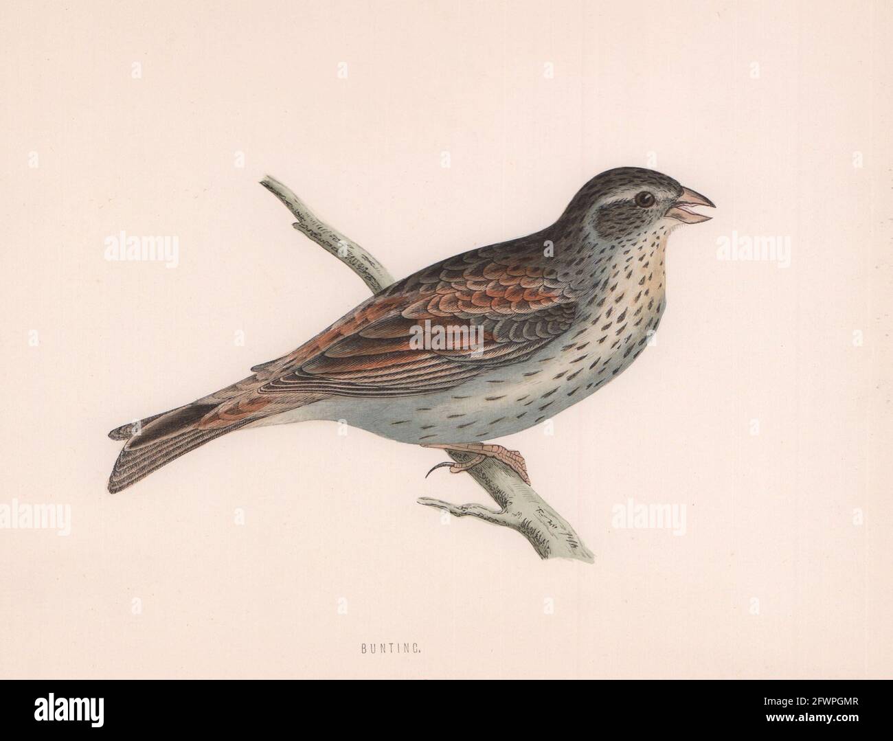 Bunting. Morris's British Birds. Antik Farbdruck 1870 alt Stockfoto