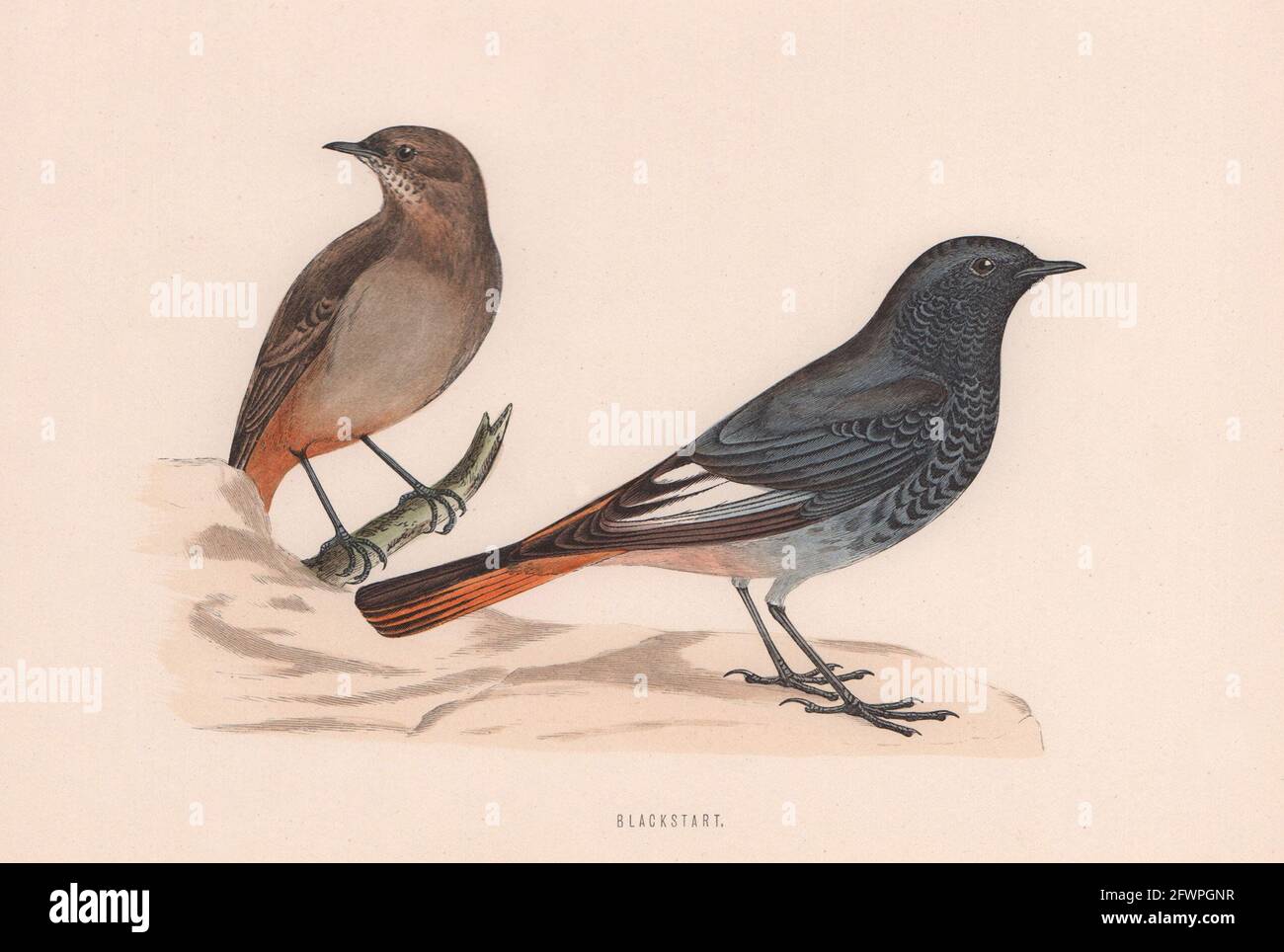 Schwarzstart. Morris's British Birds. Antik Farbdruck 1870 alt Stockfoto