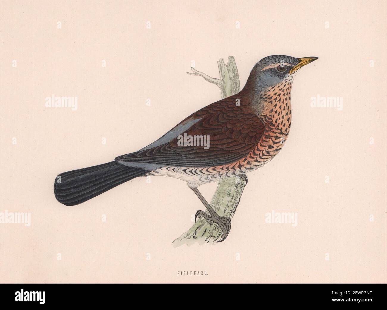 Feldtarif. Morris's British Birds. Antik Farbdruck 1870 alt Stockfoto