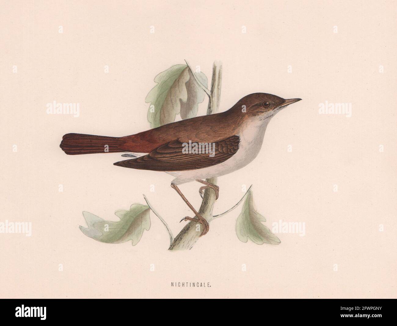 Nachtigall. Morris's British Birds. Antik Farbdruck 1870 alt Stockfoto