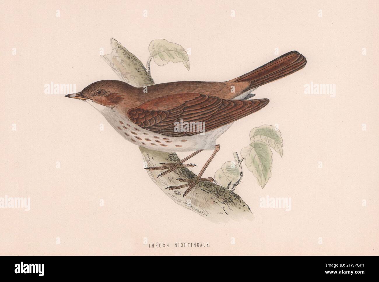 Soor Nightingale. Morris's British Birds. Antik-Farbdruck 1870 Stockfoto