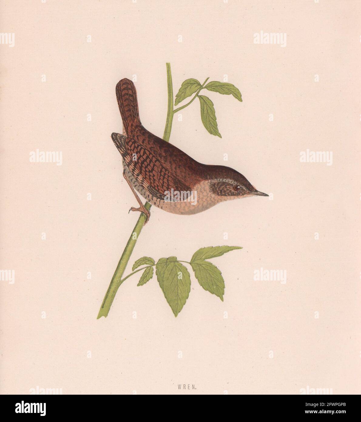 Wren. Morris's British Birds. Antik Farbdruck 1870 alt Stockfoto